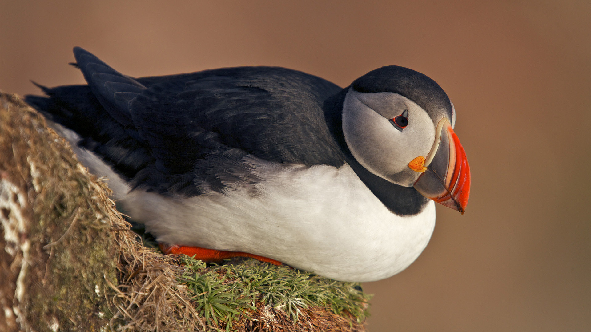 Free Puffin high quality background ID:193204 for full hd computer