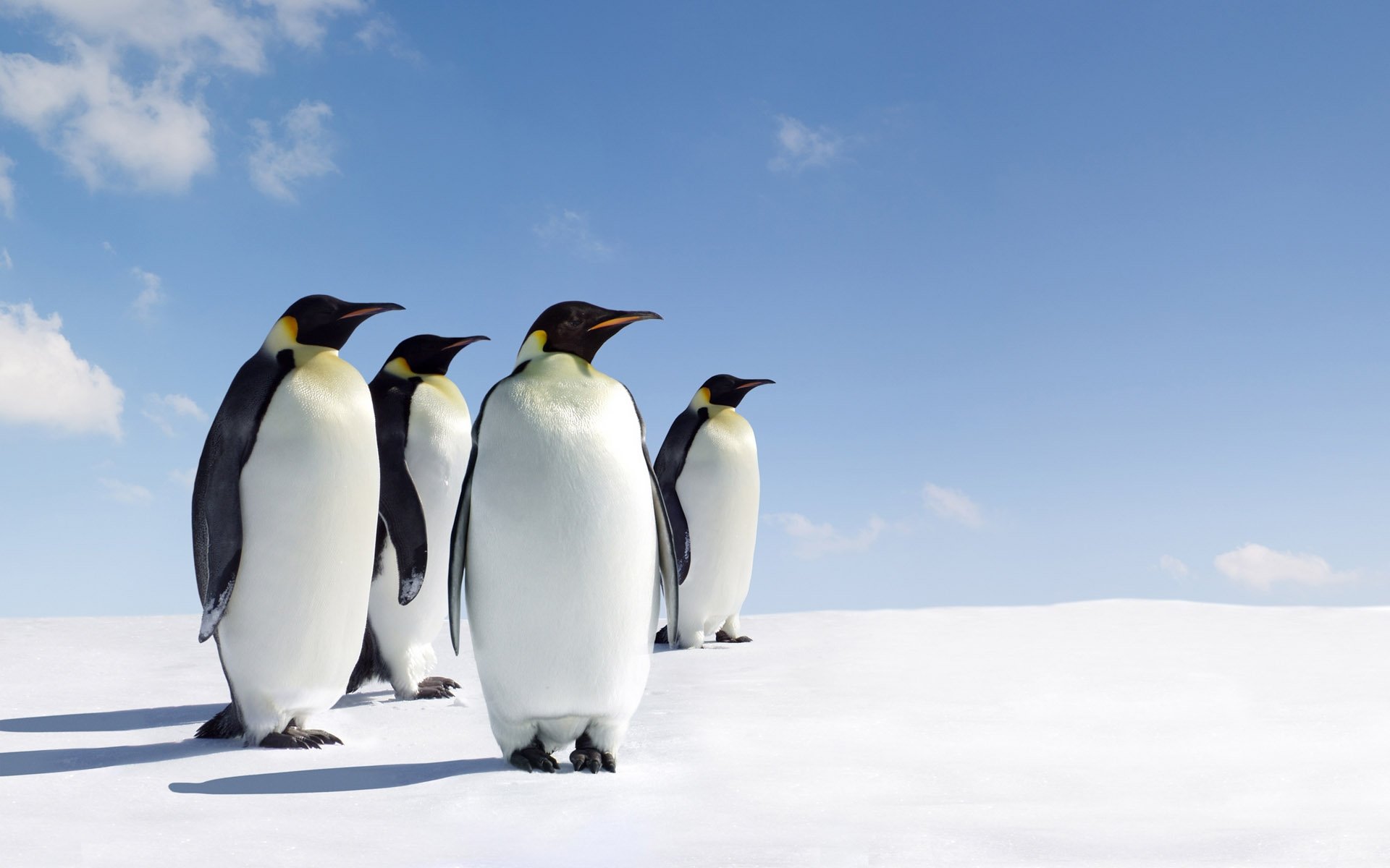Free download Emperor Penguin background ID:47922 hd 1920x1200 for PC