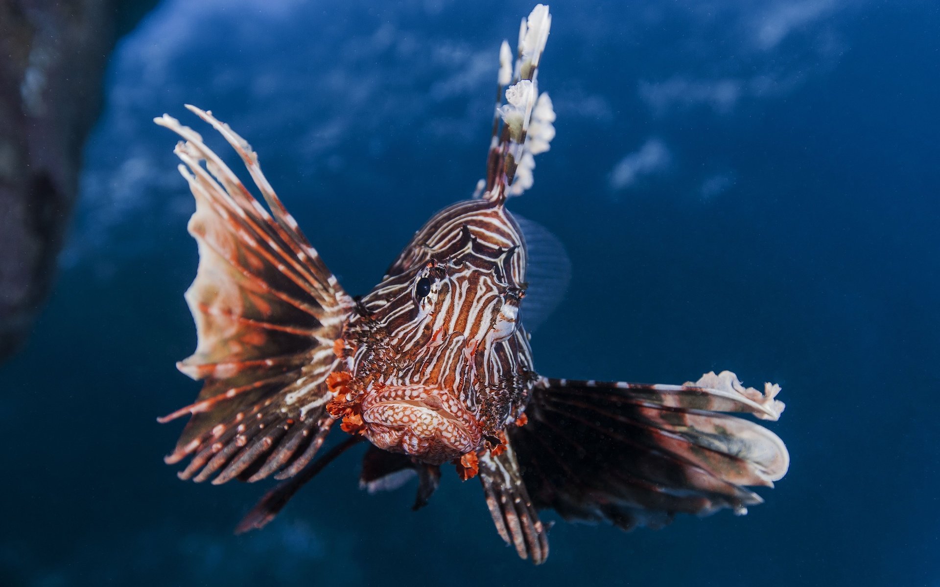 Download hd 1920x1200 Lionfish computer background ID:438236 for free