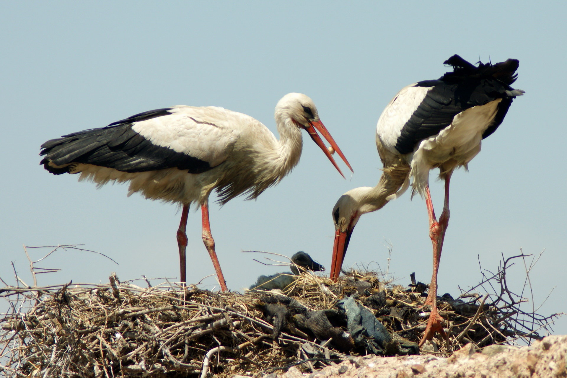Download hd 1920x1280 White Stork computer wallpaper ID:9575 for free