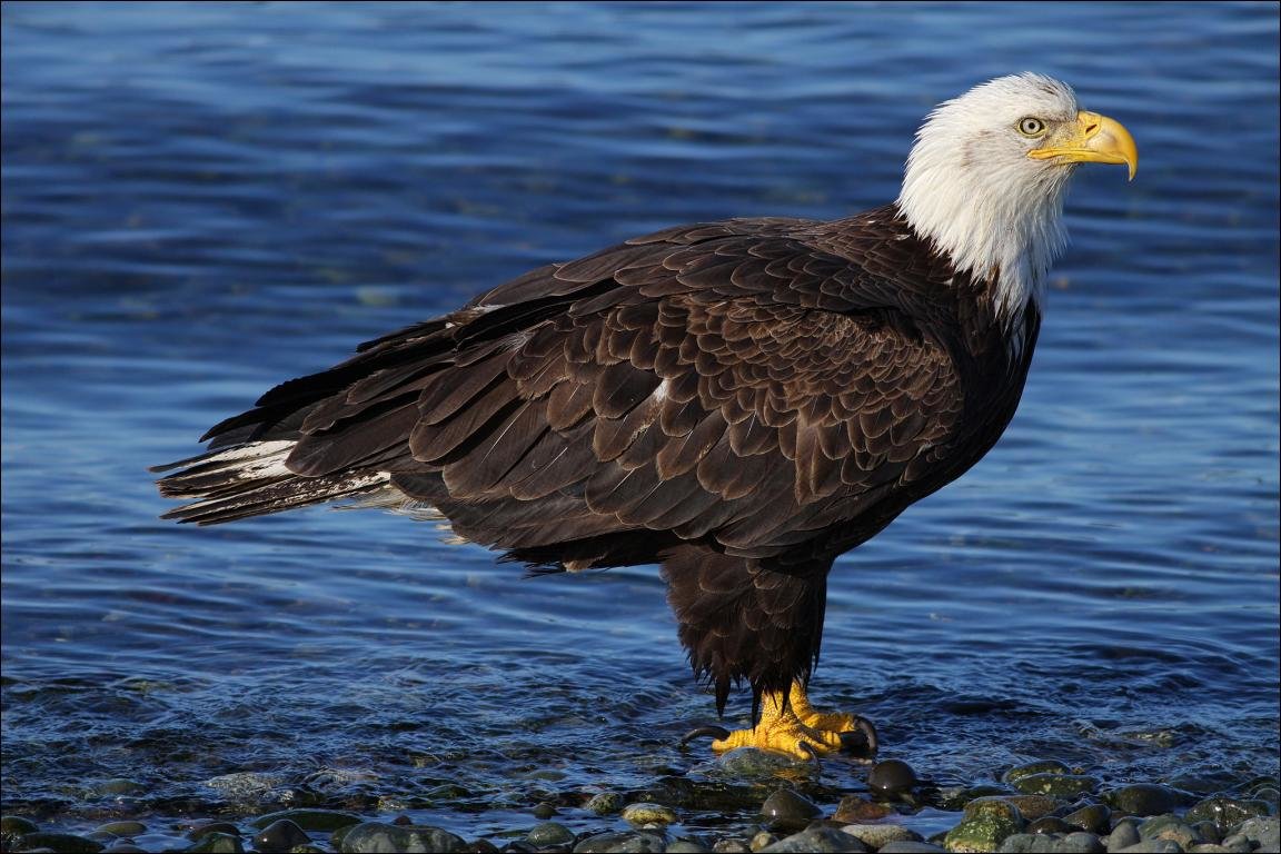 Awesome American Bald Eagle free wallpaper ID:68602 for hd 1152x768 PC