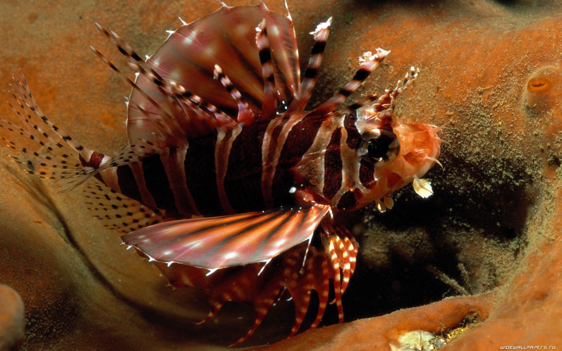Free download Lionfish background ID:438226 hd 1920x1200 for computer