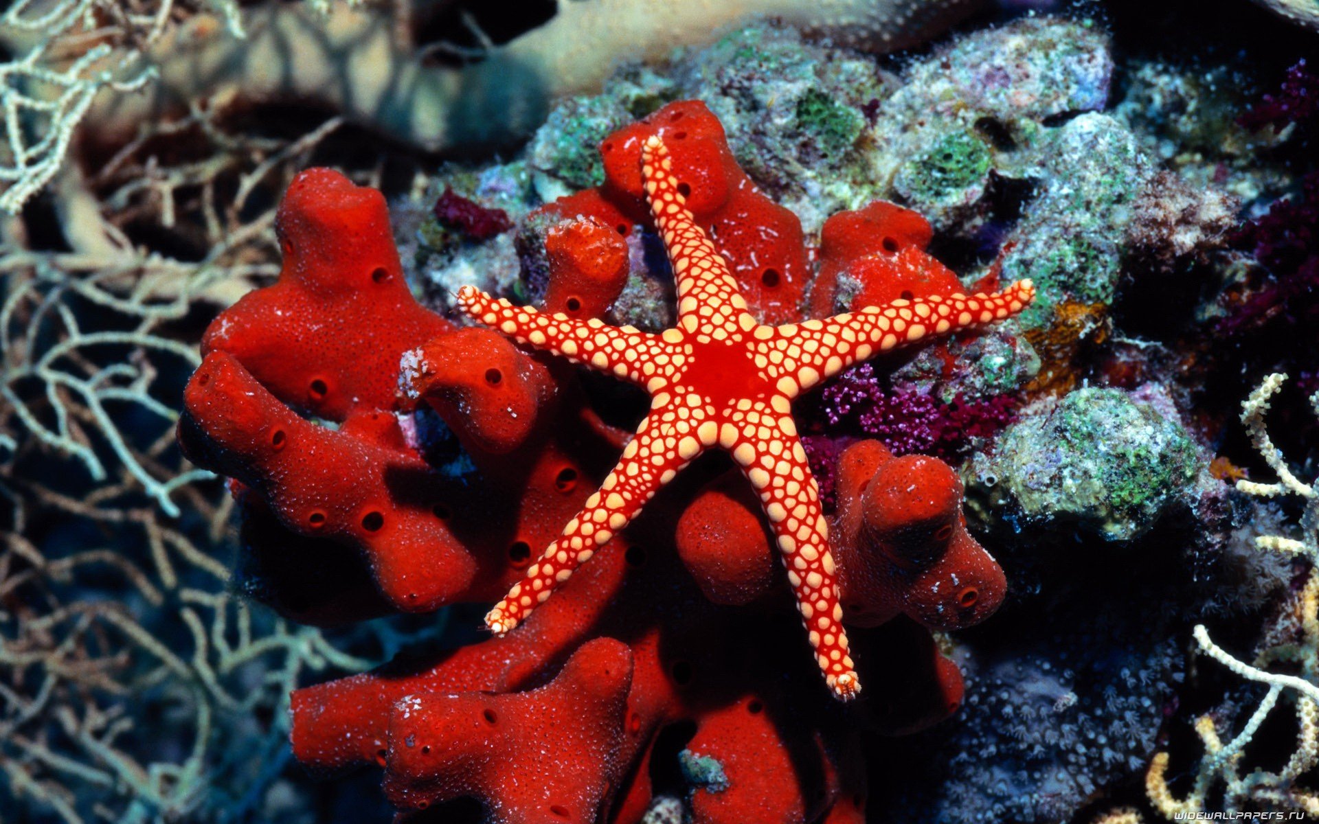 Free Starfish high quality background ID:29715 for hd 1920x1200 PC