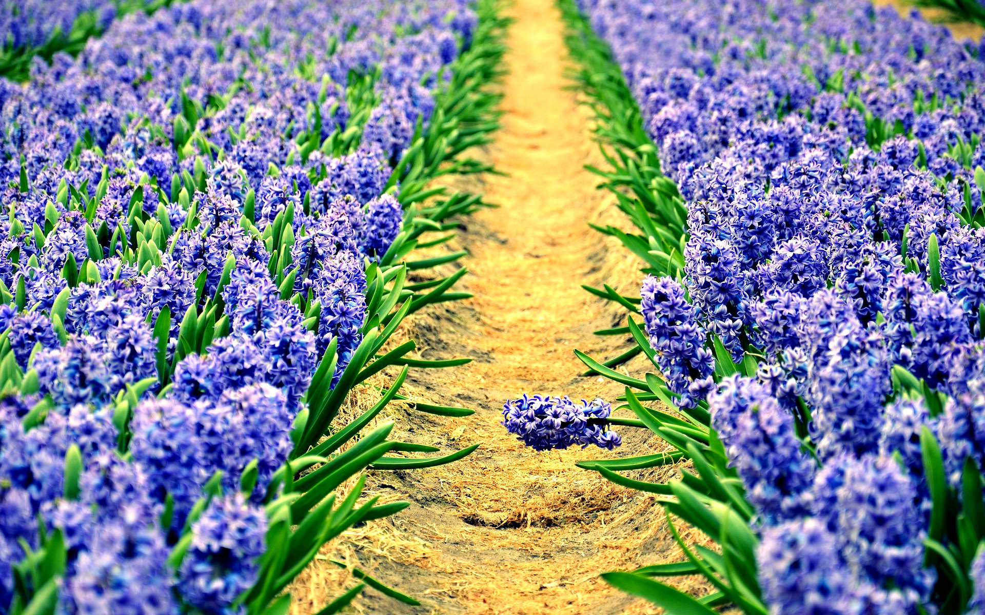 Free download Hyacinth background ID:155932 hd 1920x1200 for desktop