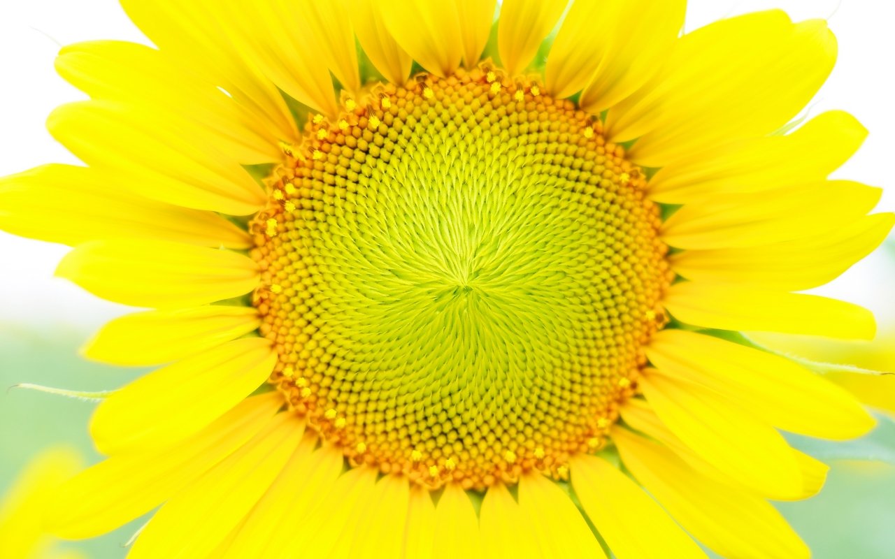 Awesome Sunflower free background ID:226291 for hd 1280x800 PC