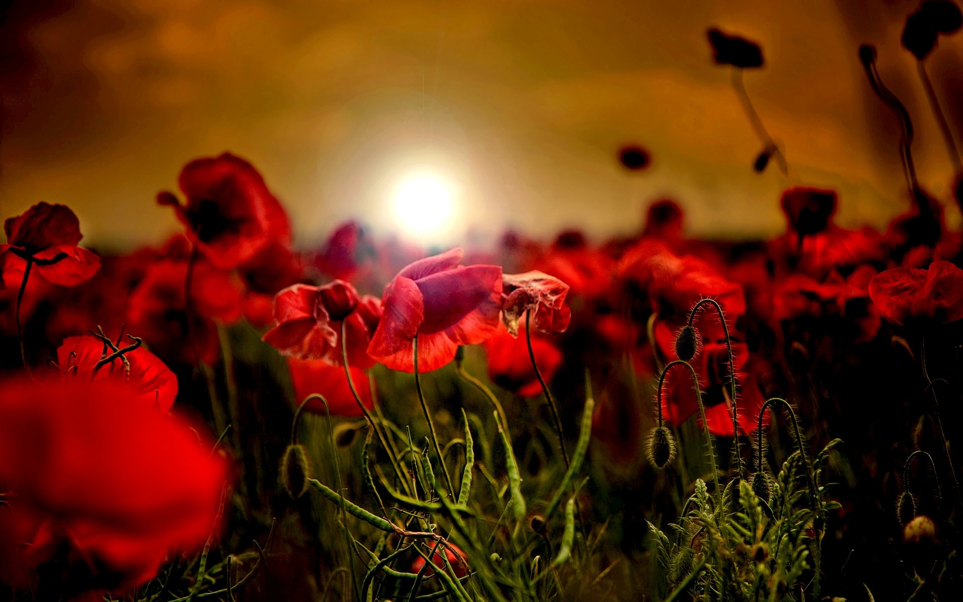 Download hd 1920x1200 Poppy computer background ID:99803 for free