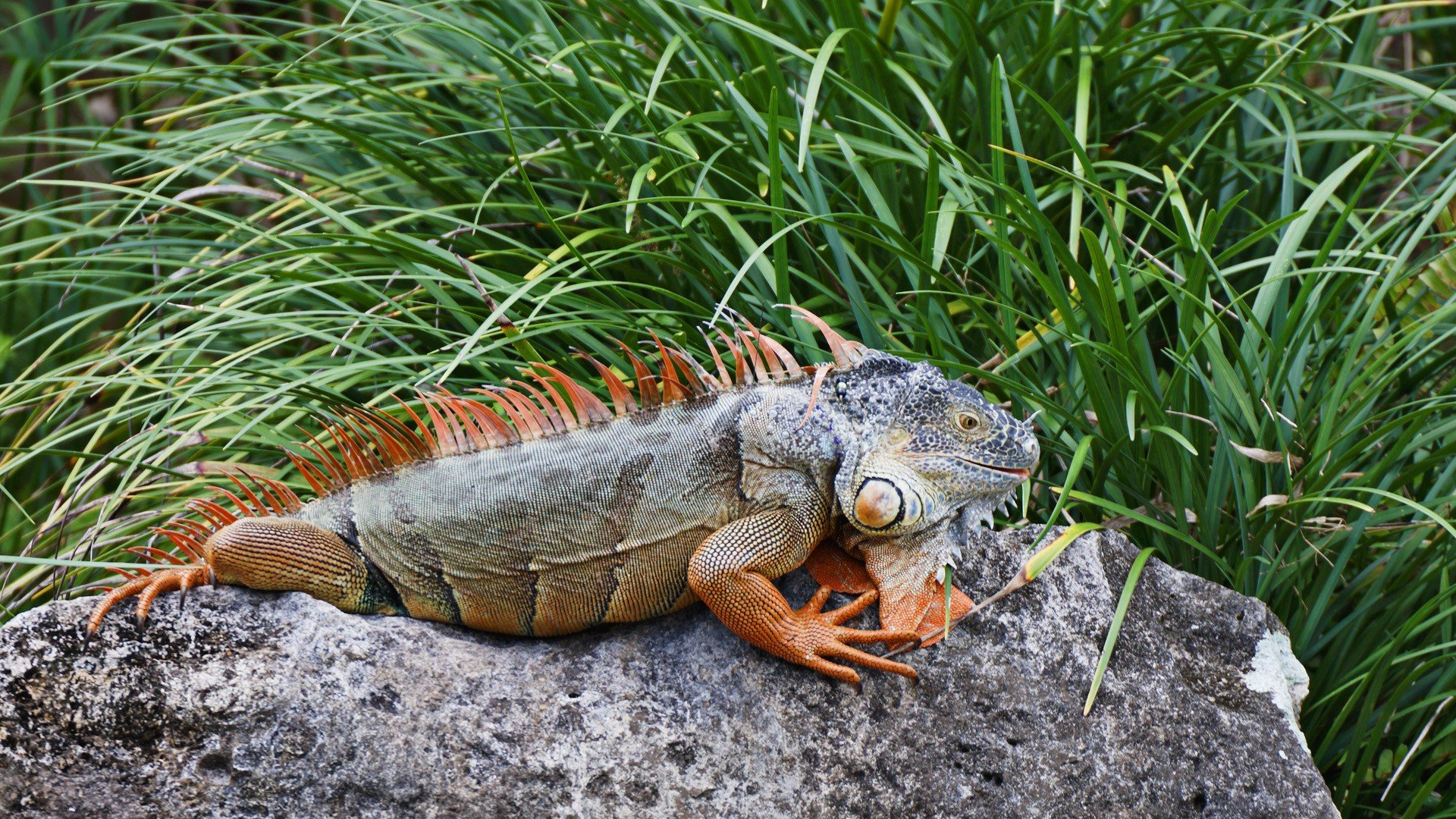 High resolution Iguana full hd background ID:380950 for computer