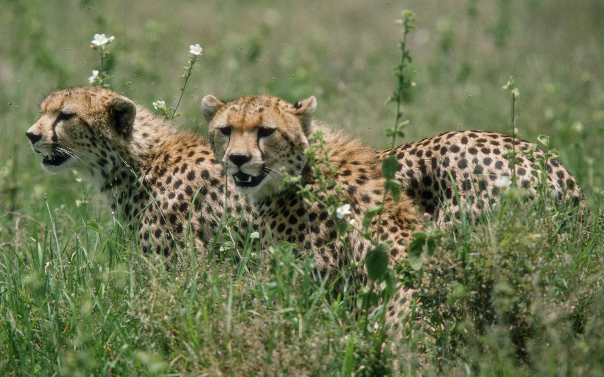 Awesome Cheetah free wallpaper ID:161723 for hd 1920x1200 computer