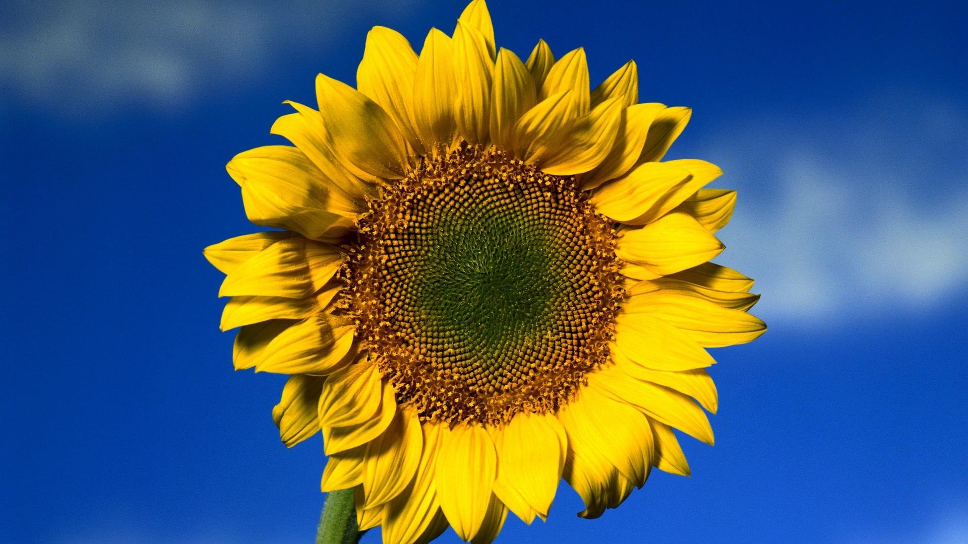 Download full hd Sunflower desktop background ID:226306 for free