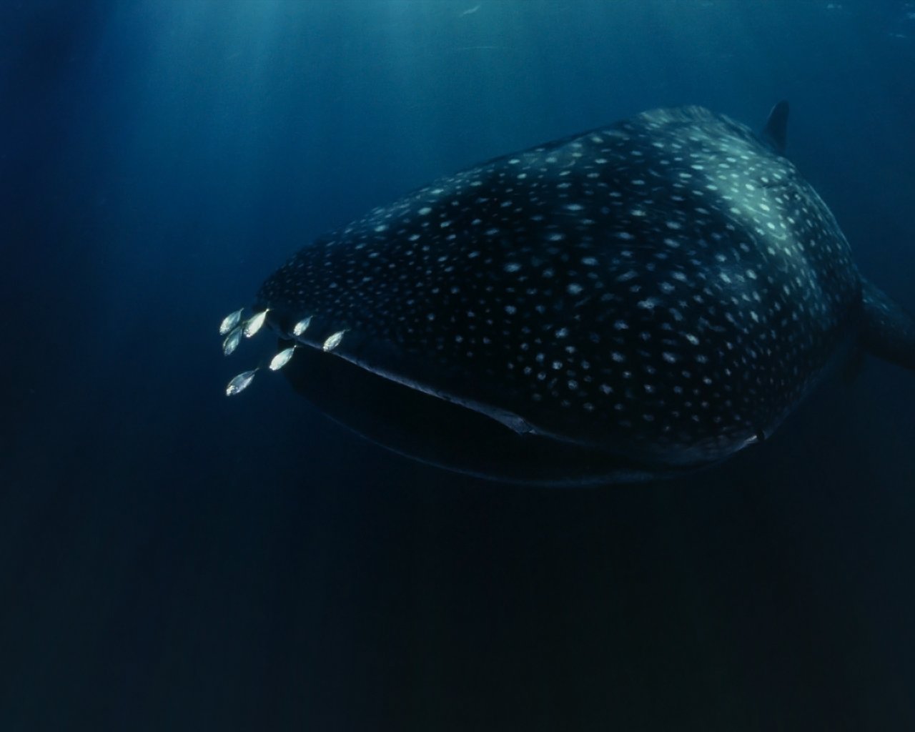 Download hd 1280x1024 Whale Shark computer wallpaper ID:134828 for free