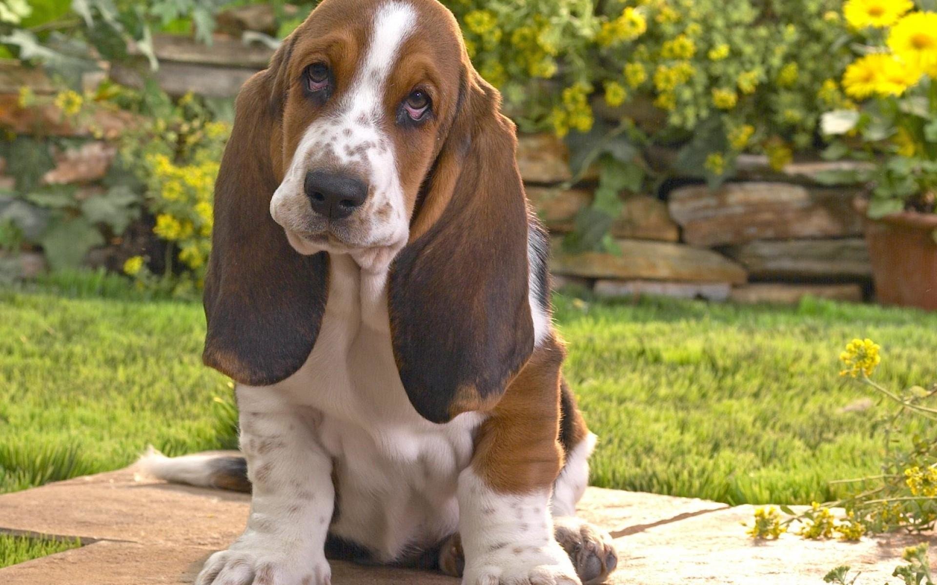 Download hd 1920x1200 Basset Hound computer background ID:214112 for free