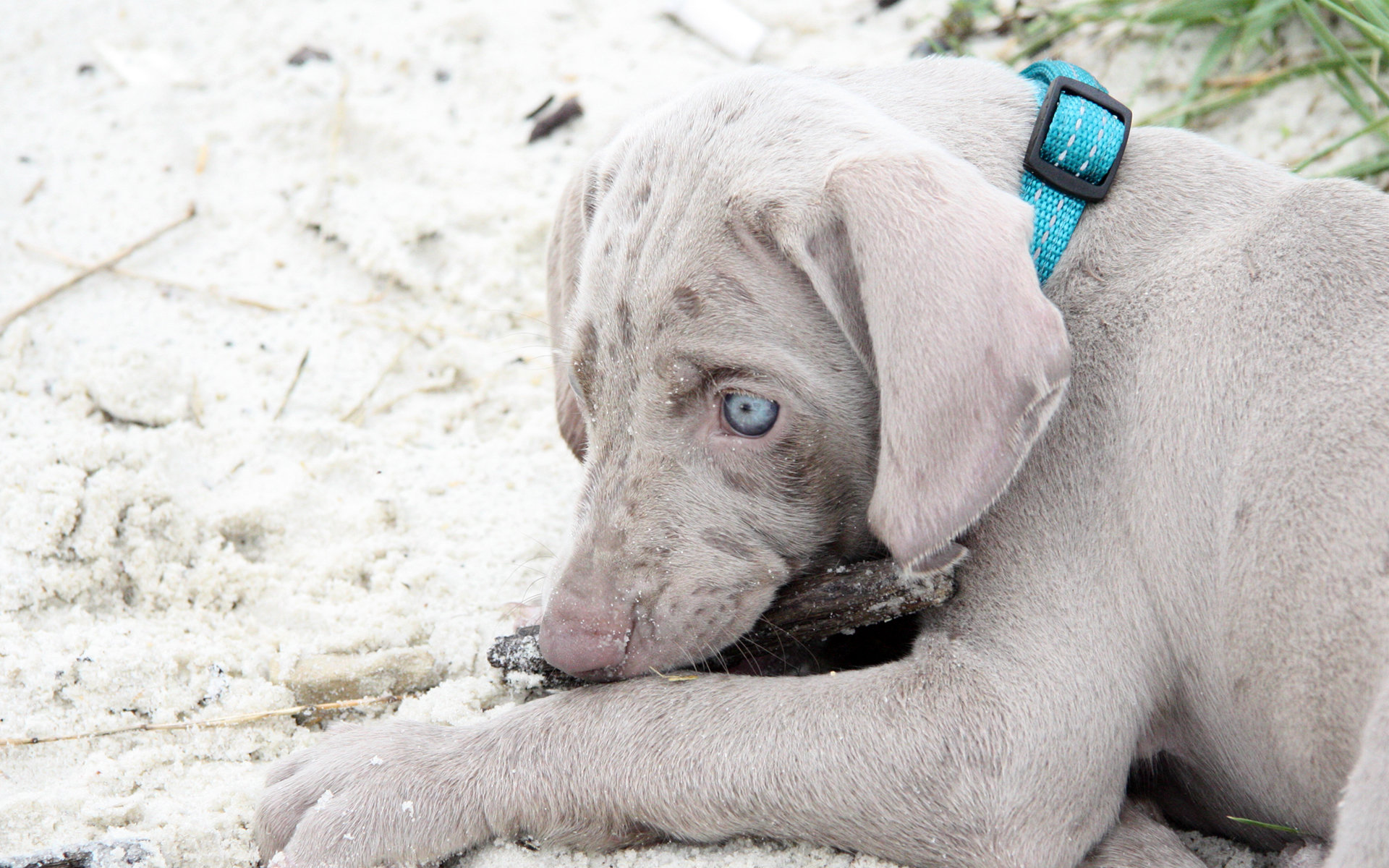 Awesome Weimaraner free wallpaper ID:9638 for hd 1920x1200 PC