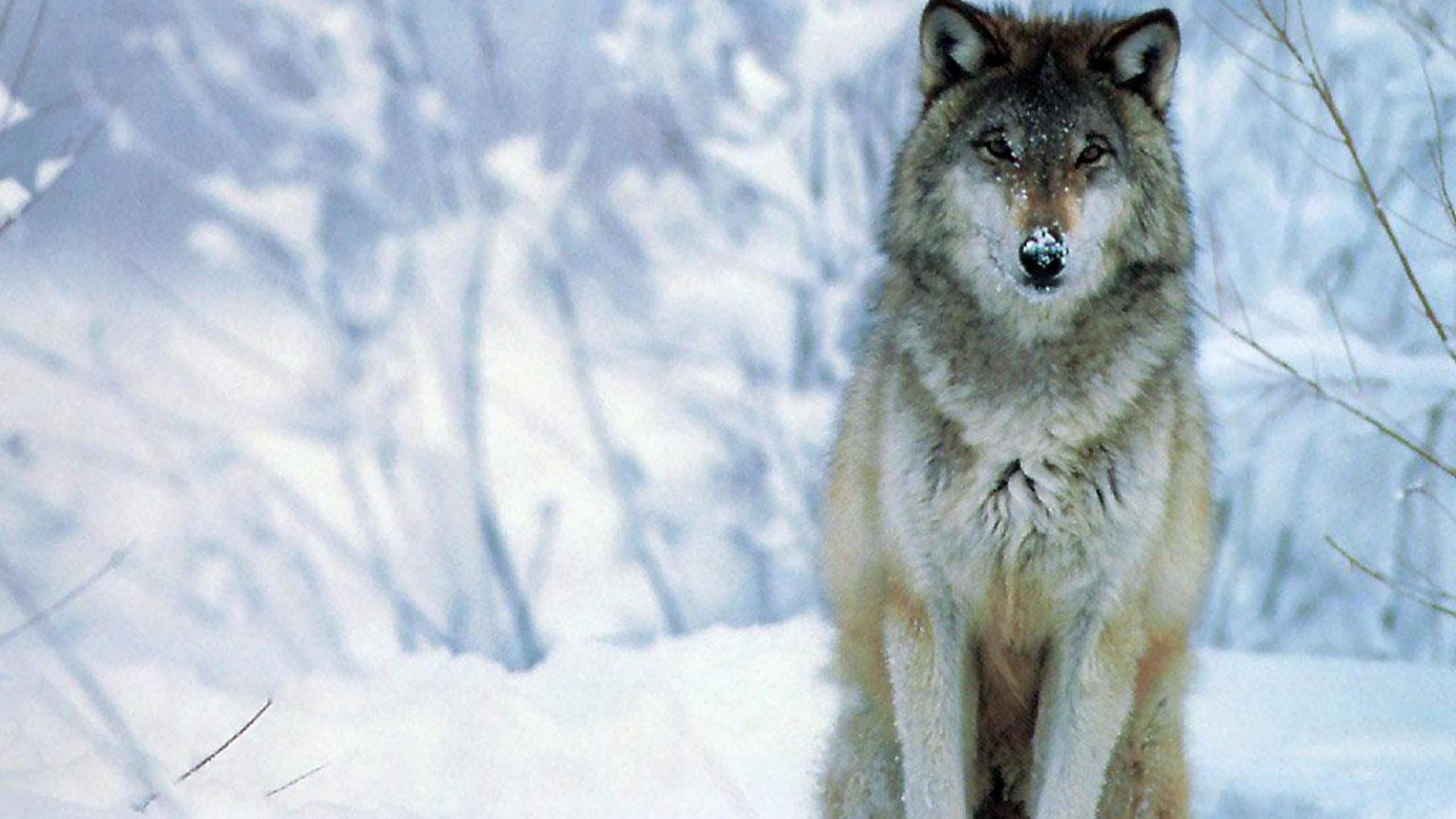 Free Wolf high quality background ID:117690 for hd 2560x1440 PC