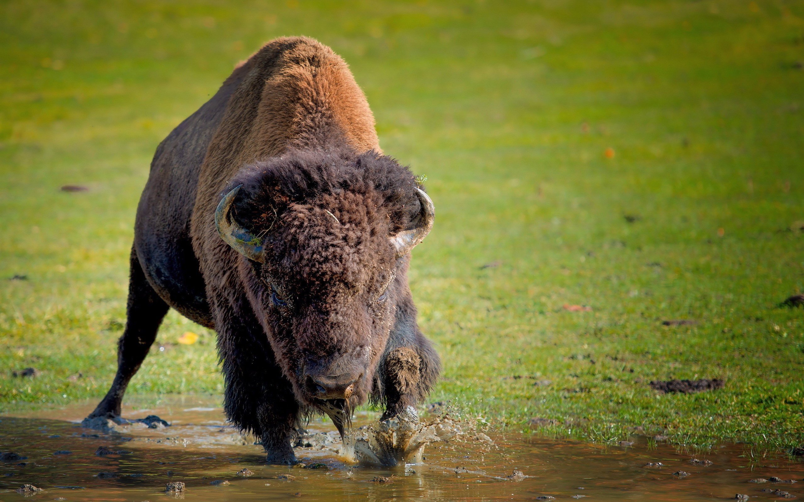 Free Bison high quality background ID:130646 for hd 2560x1600 desktop