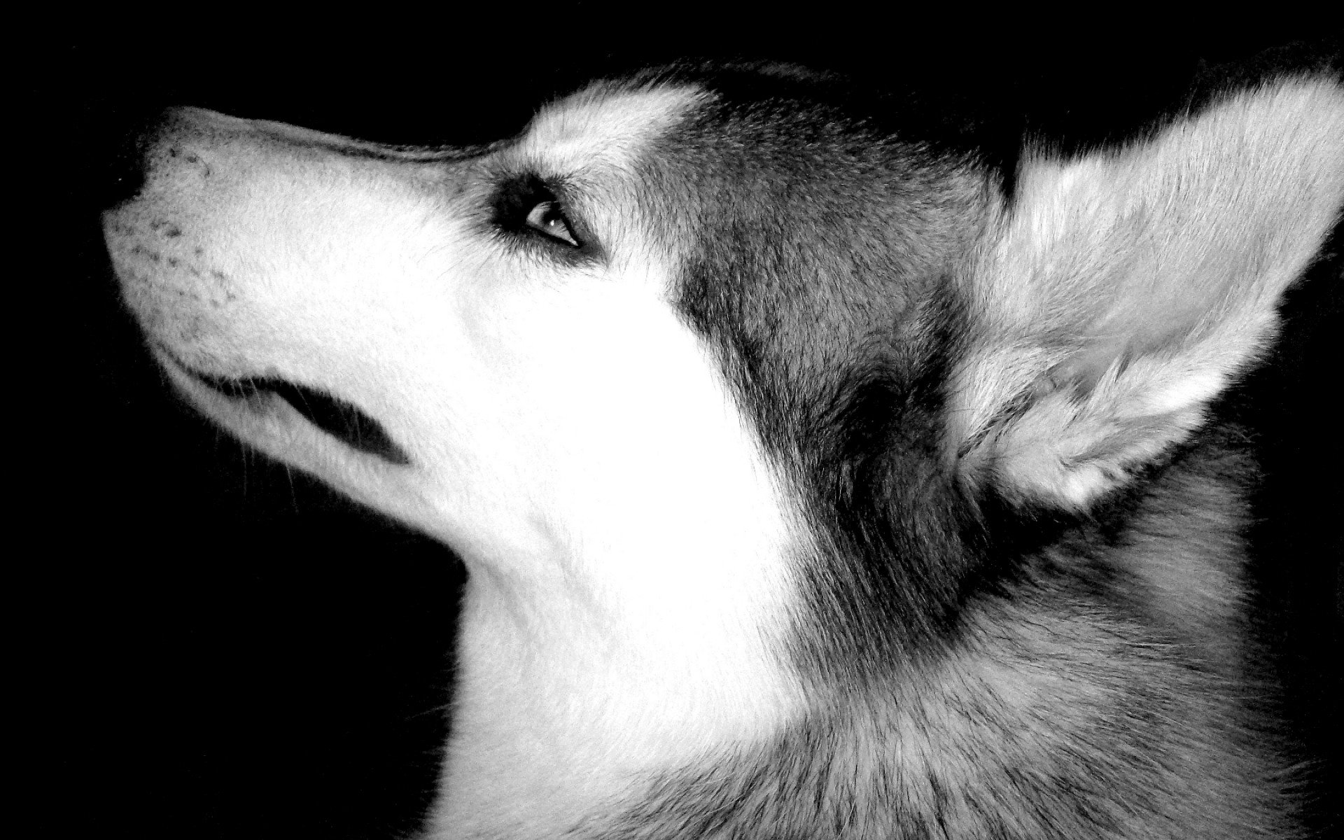 Awesome Husky free background ID:198328 for hd 1920x1200 desktop