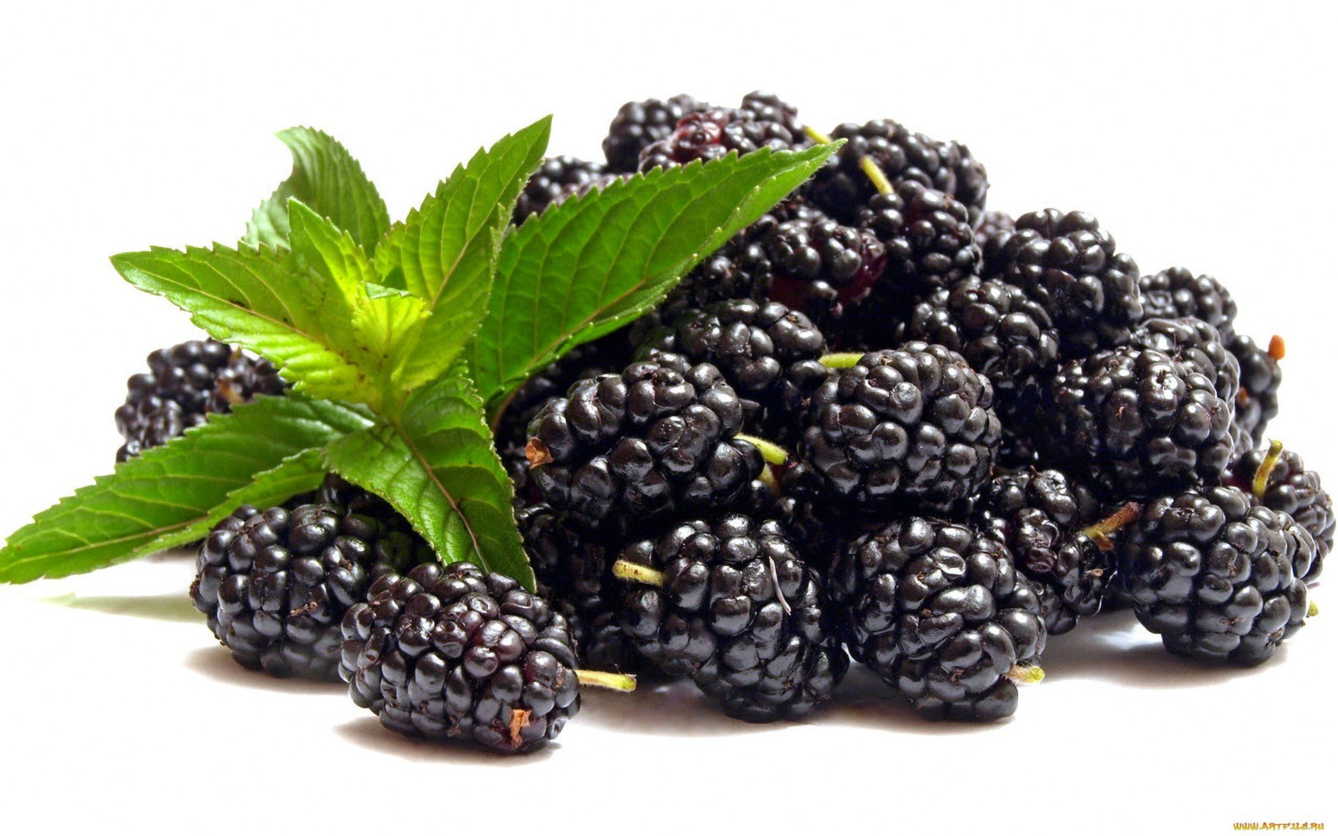 Best Blackberry background ID:387398 for High Resolution hd 1920x1200 computer