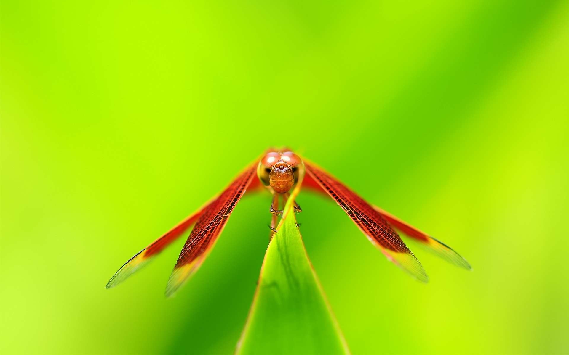 Free Dragonfly high quality background ID:467720 for hd 1920x1200 computer