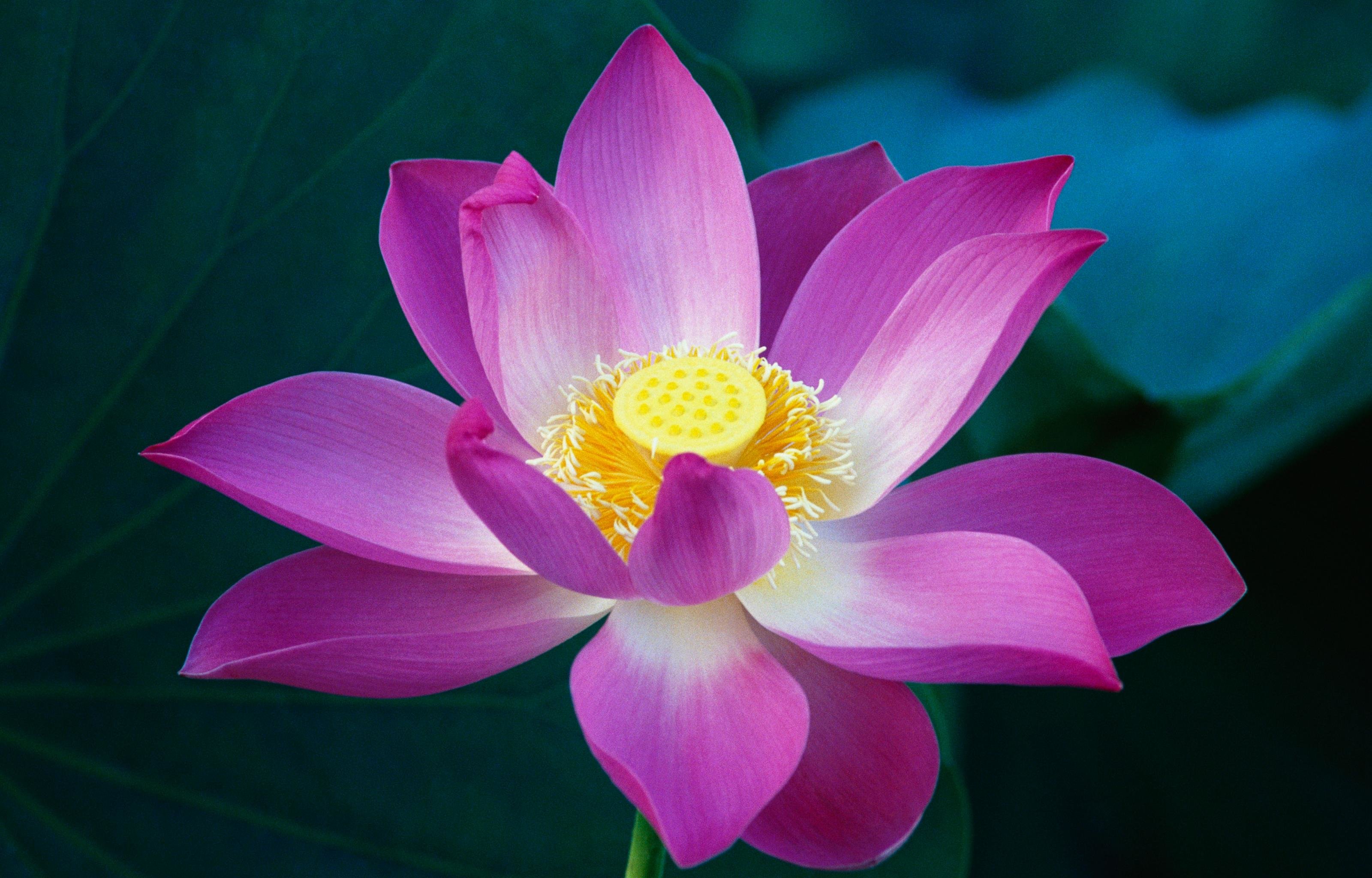 Free download Lotus flower wallpaper ID:48411 hd 3200x2048 for PC