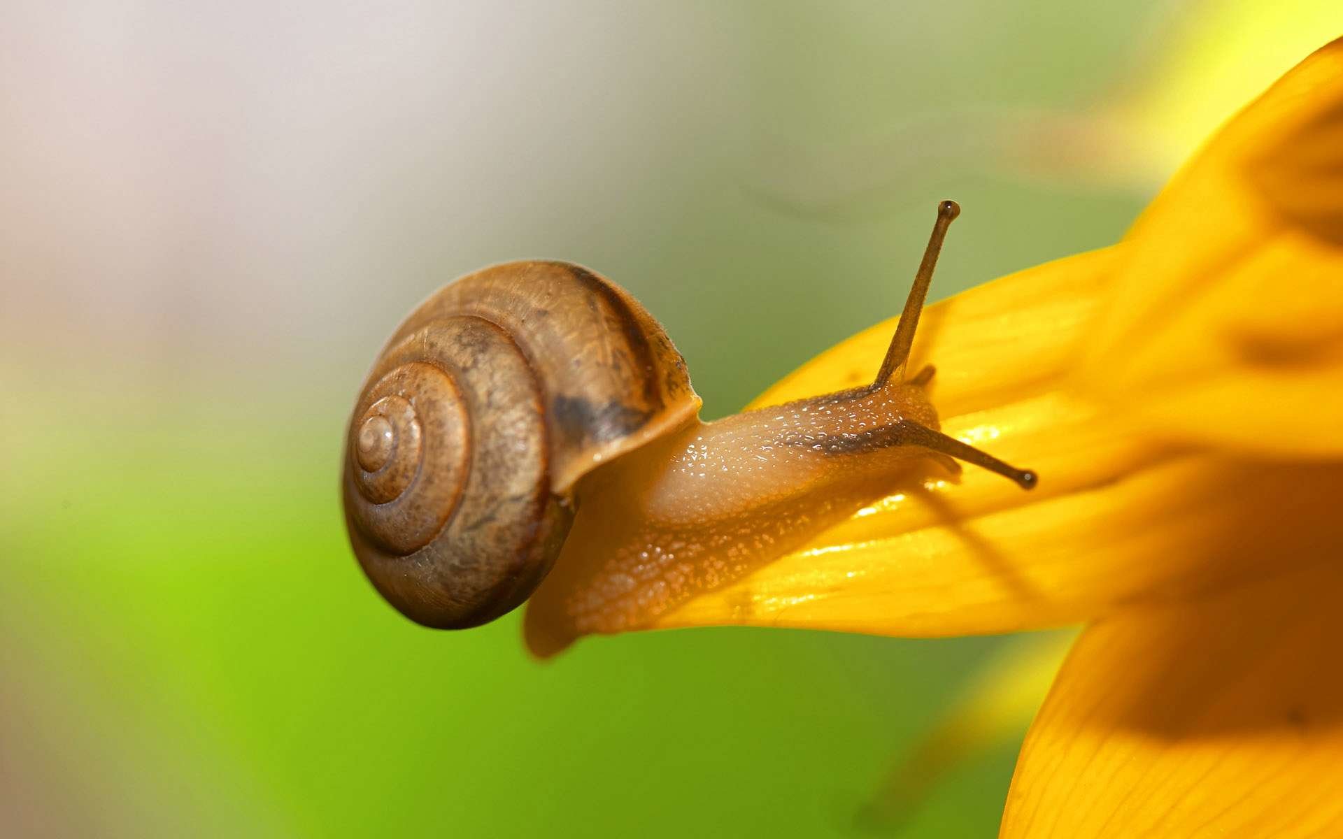 Awesome Snail free background ID:198810 for hd 1920x1200 desktop