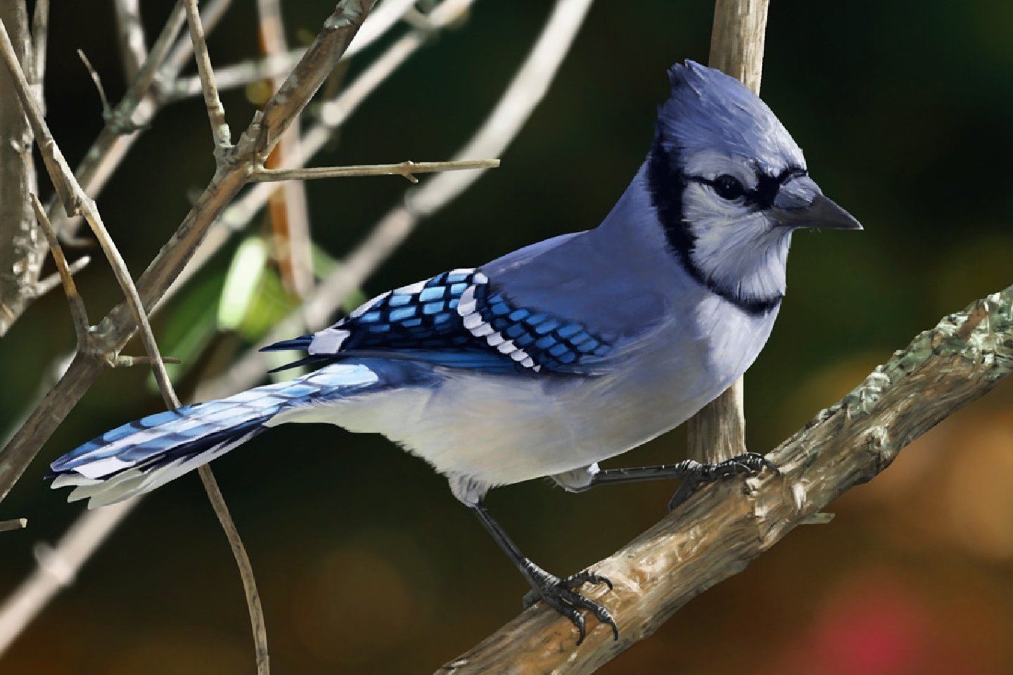 Download hd 1440x960 Blue Jay computer wallpaper ID:158376 for free