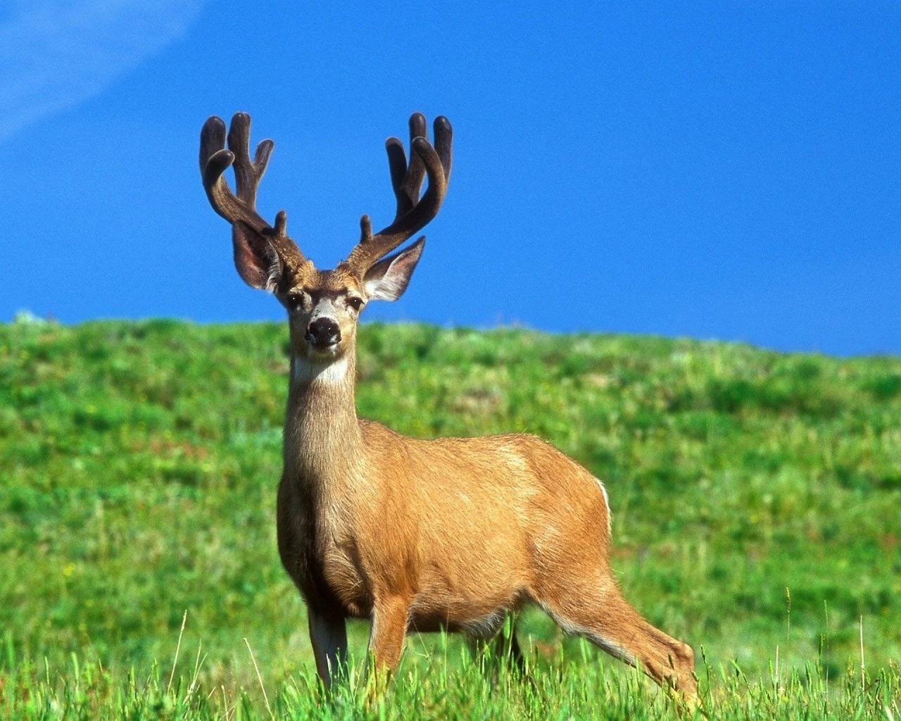 Awesome Deer free wallpaper ID:238694 for hd 1280x1024 desktop