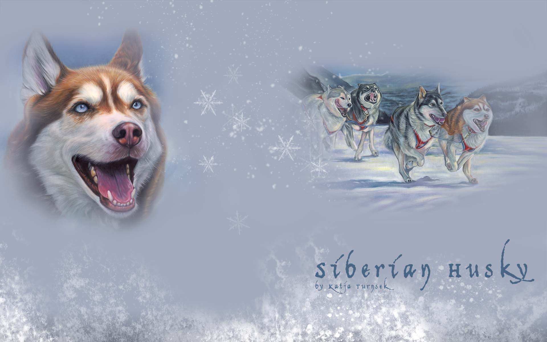 Download hd 1920x1200 Siberian Husky desktop wallpaper ID:155231 for free