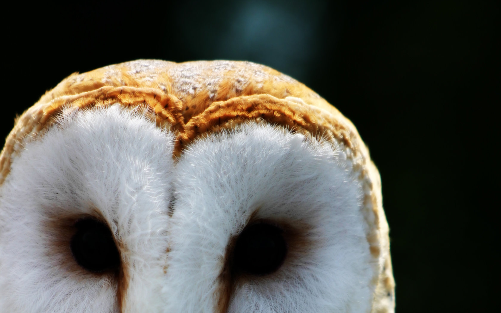 Free download Barn Owl background ID:81539 hd 1680x1050 for PC
