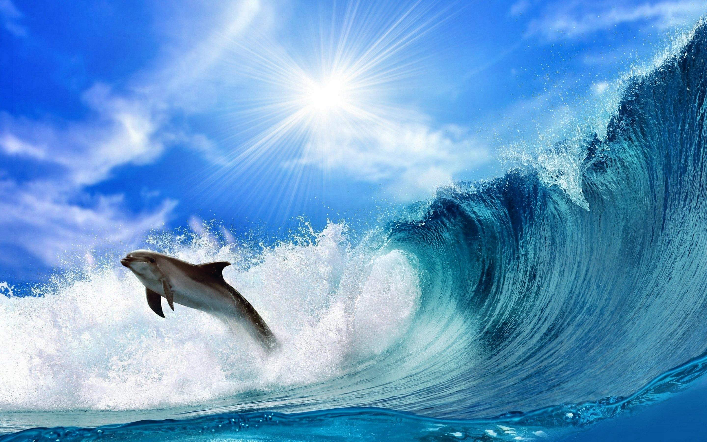 Awesome Dolphin free wallpaper ID:248263 for hd 2880x1800 desktop