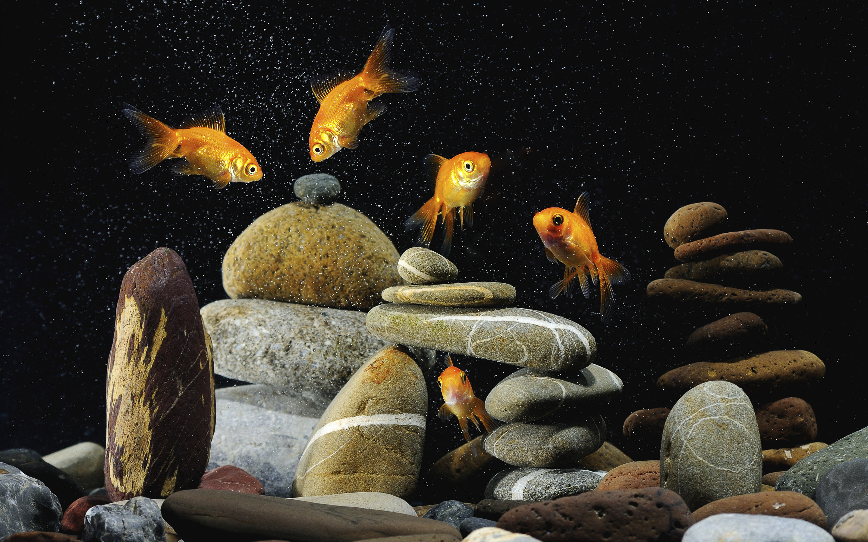 Free Goldfish high quality background ID:464092 for hd 2880x1800 computer