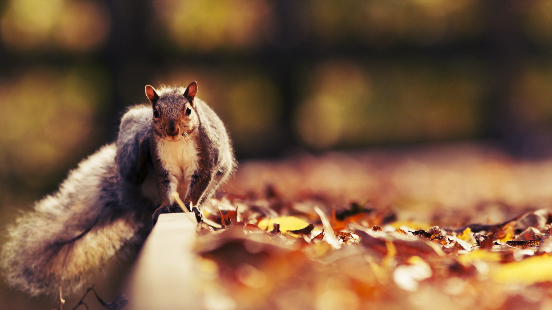Best Squirrel wallpaper ID:311525 for High Resolution 1080p PC