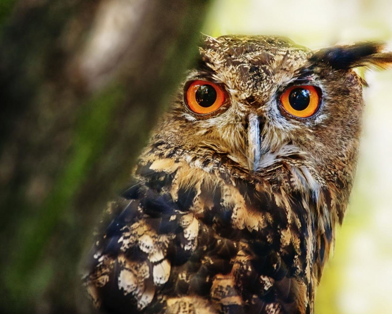 Free Great Horned Owl high quality background ID:297785 for hd 1280x1024 PC