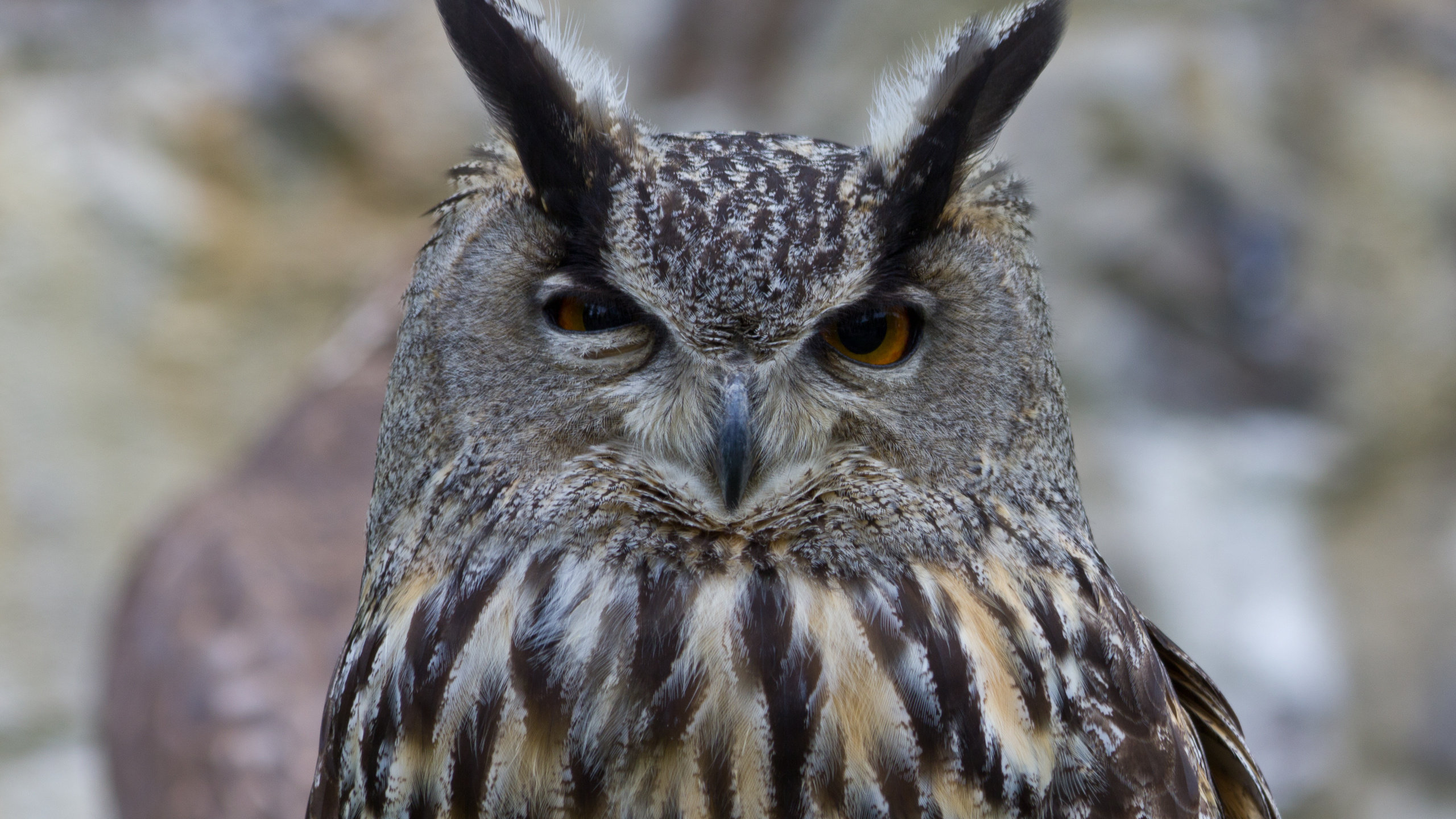 Free Great Horned Owl high quality background ID:297770 for hd 2560x1440 PC