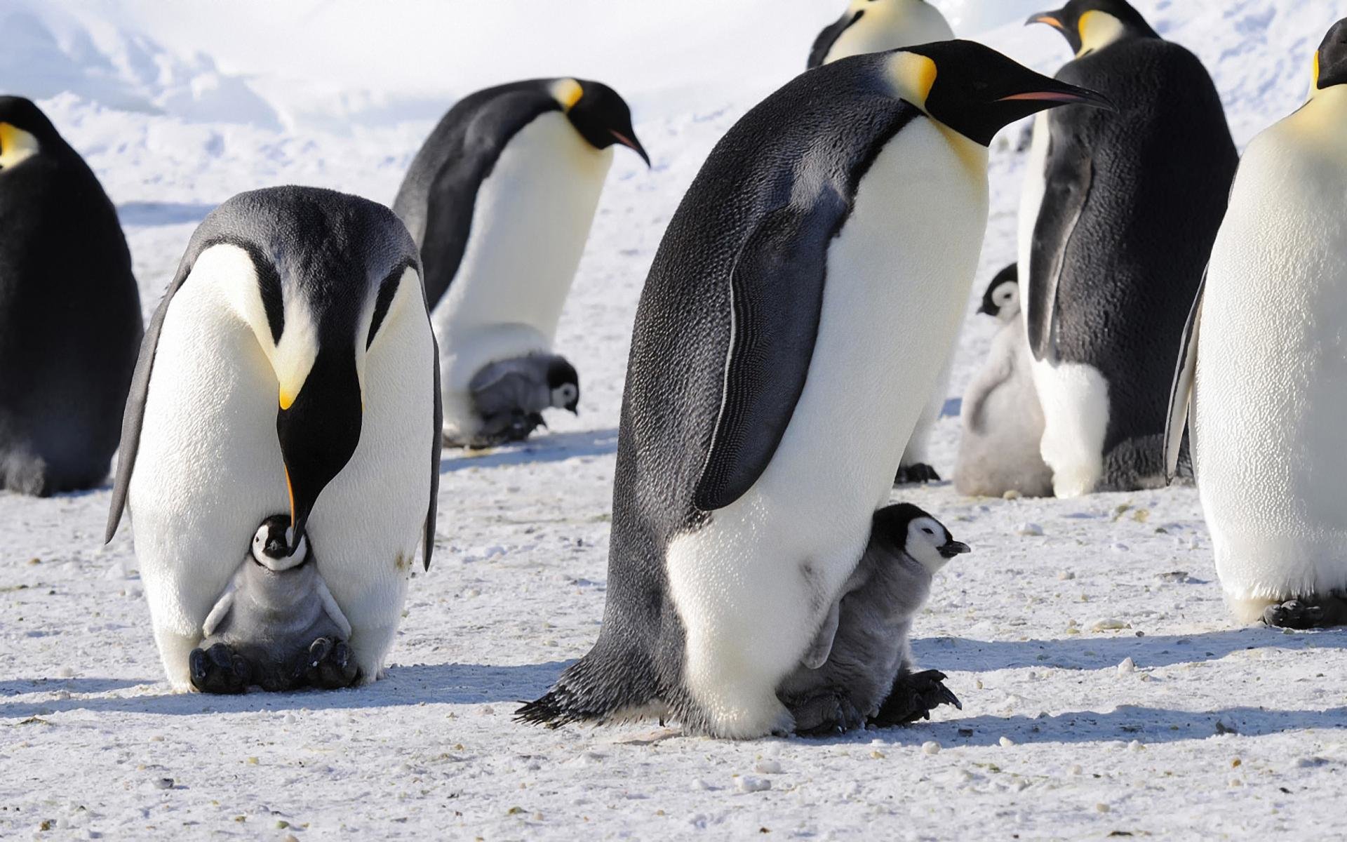 Best Emperor Penguin background ID:47917 for High Resolution hd 1920x1200 computer