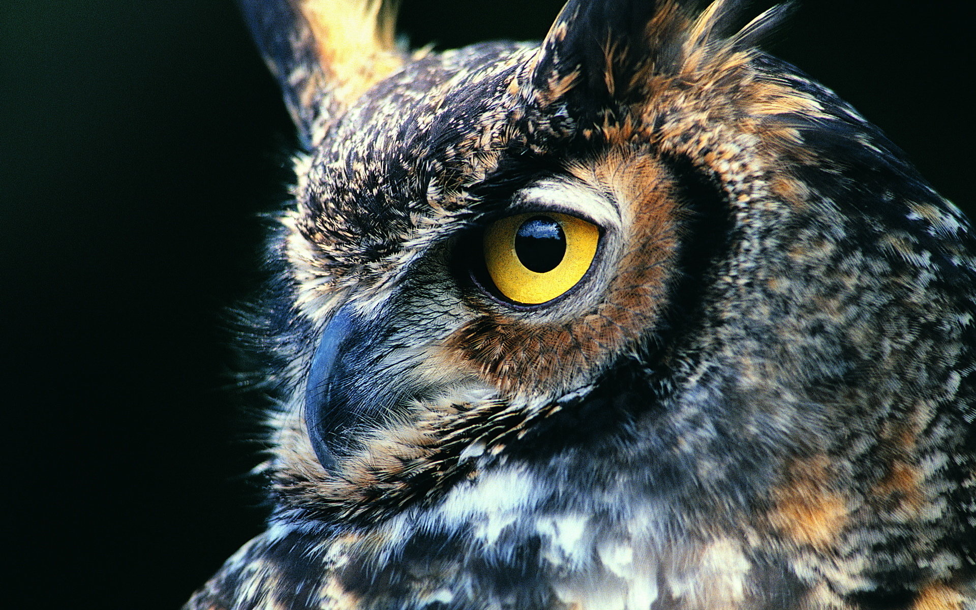 Download hd 1920x1200 Great Horned Owl computer background ID:297769 for free