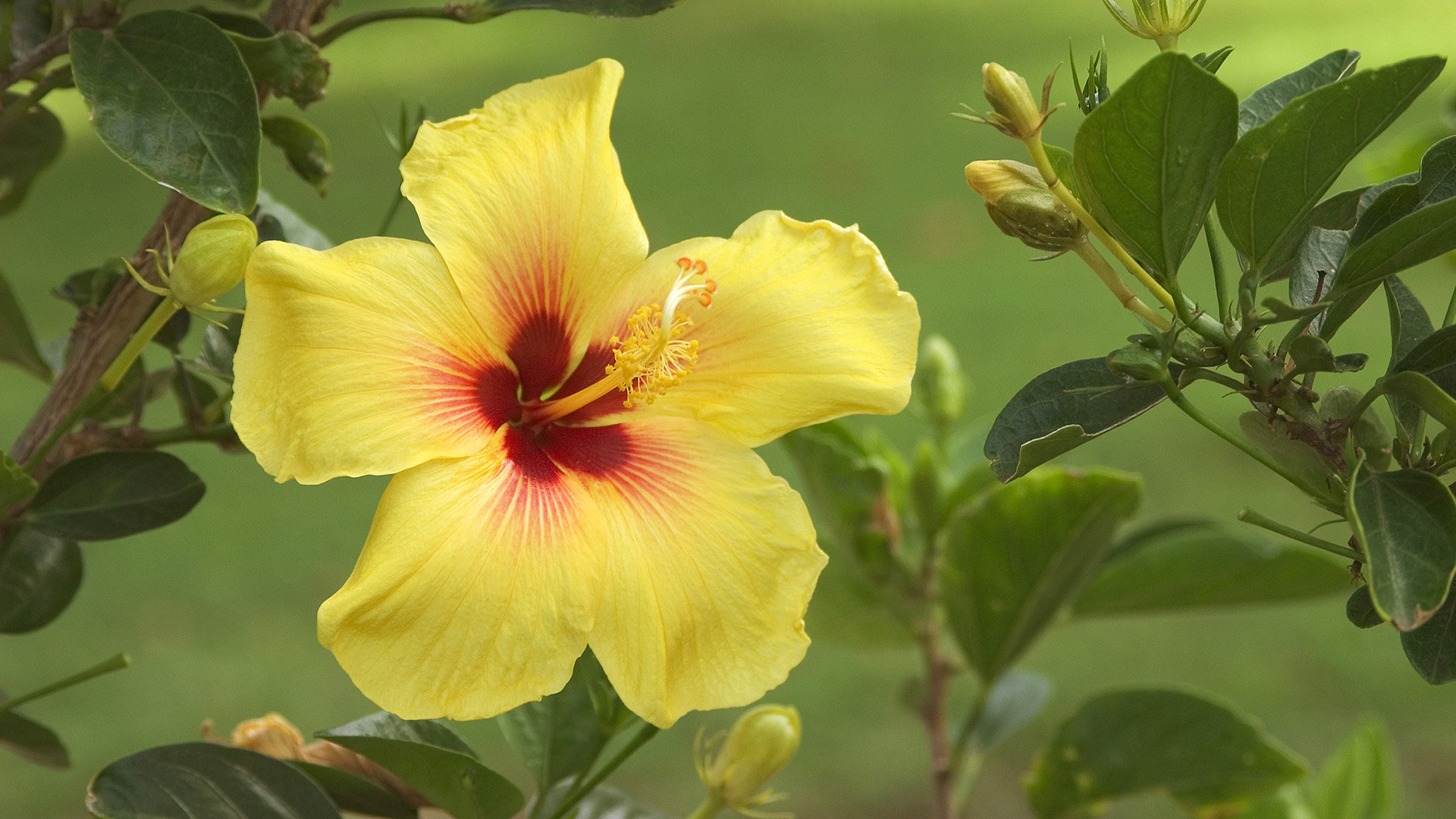 High resolution Hibiscus hd 1080p wallpaper ID:24422 for PC