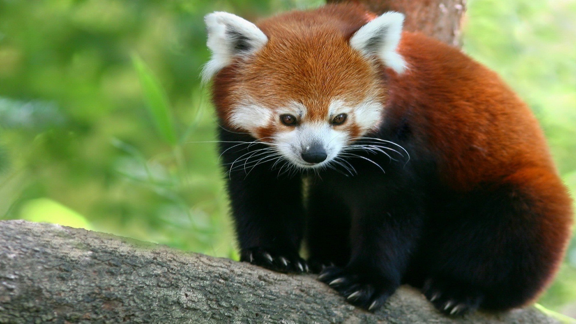 Best Red Panda background ID:64024 for High Resolution full hd 1920x1080 desktop