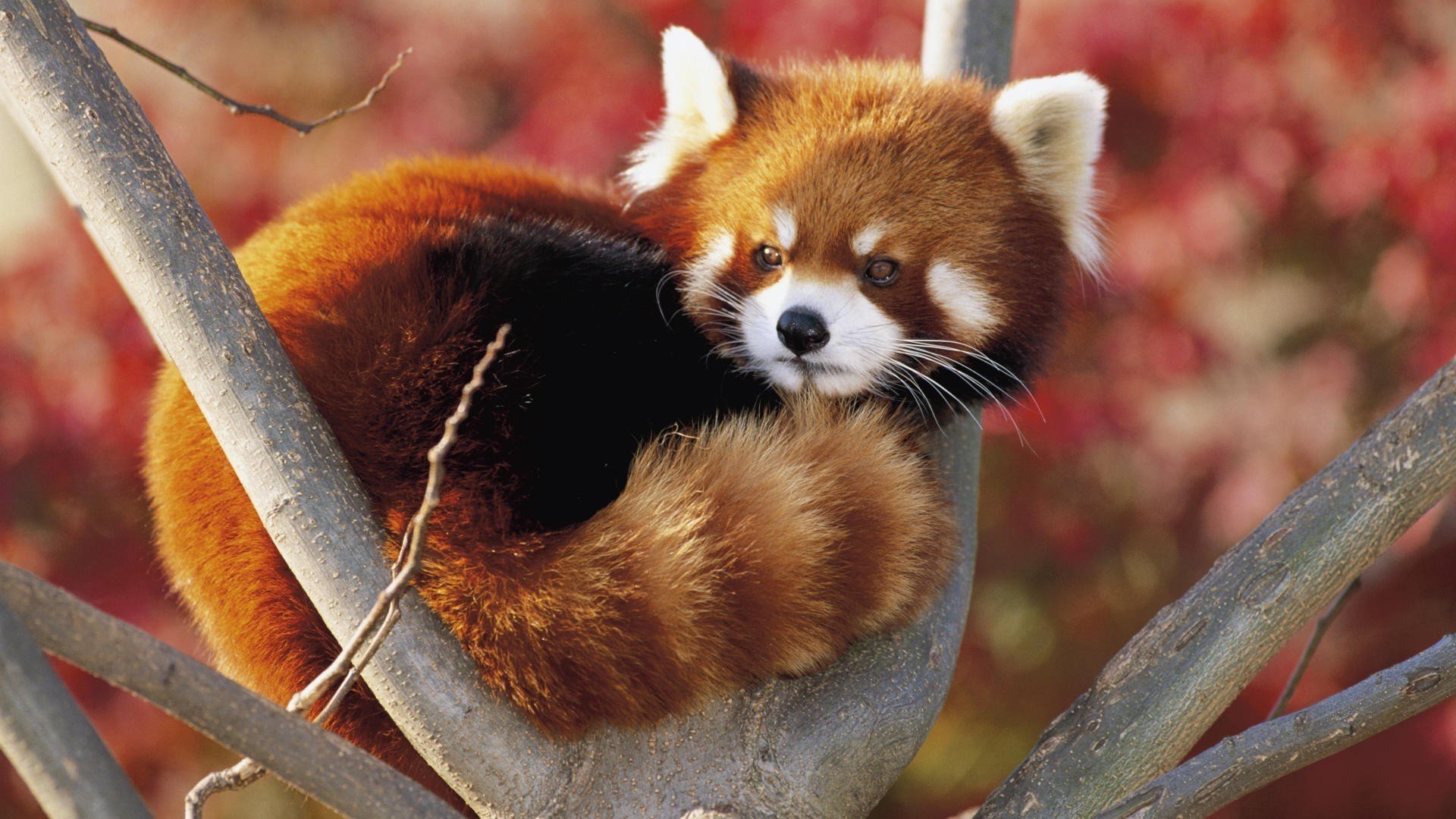 Awesome Red Panda free background ID:63988 for 1080p computer