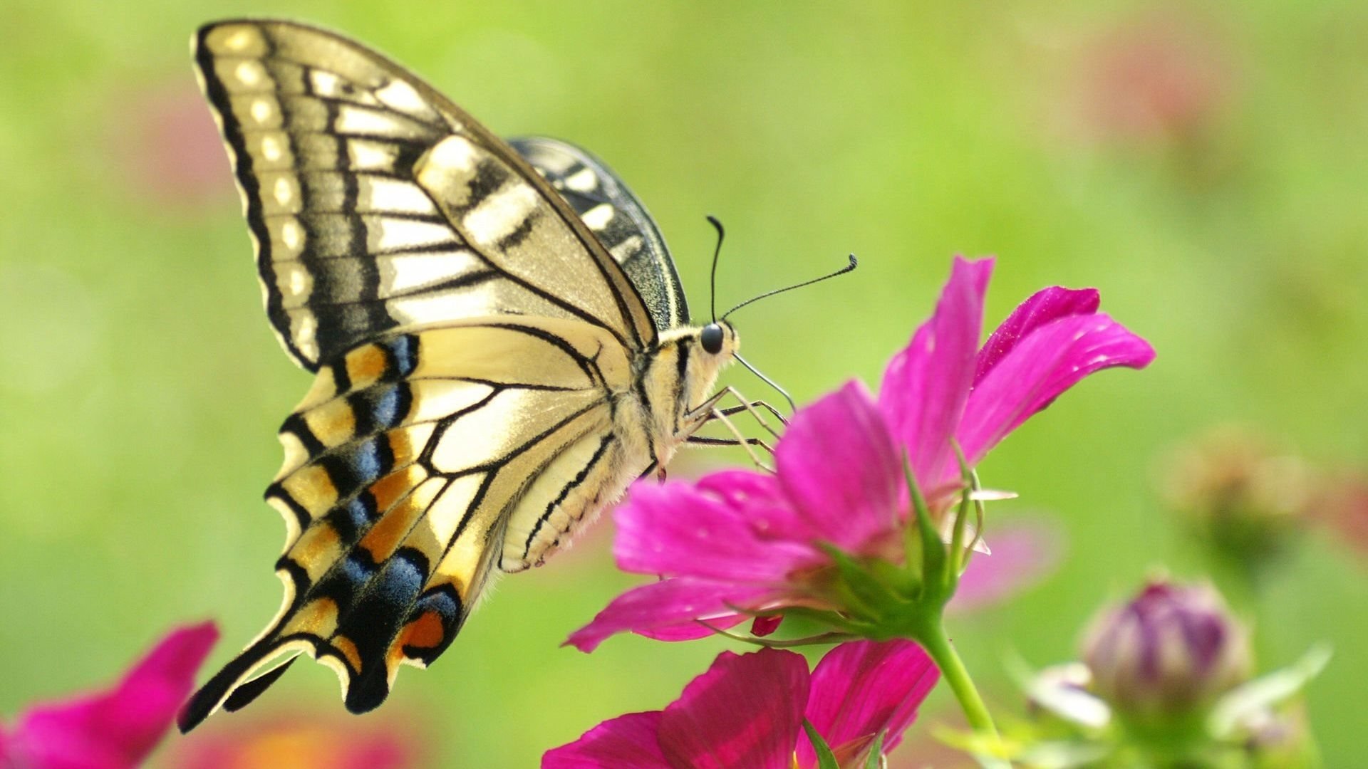 Free Butterfly high quality background ID:167684 for hd 1920x1080 PC