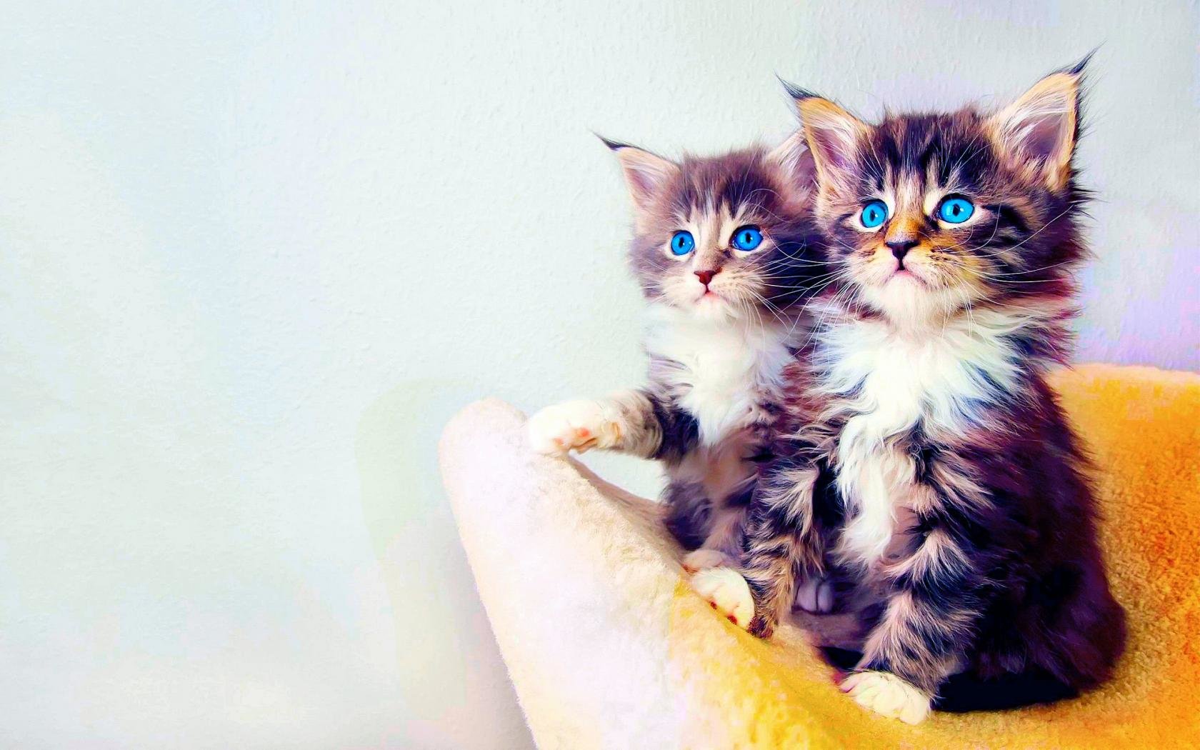 Free download Kitten background ID:429830 hd 1680x1050 for PC