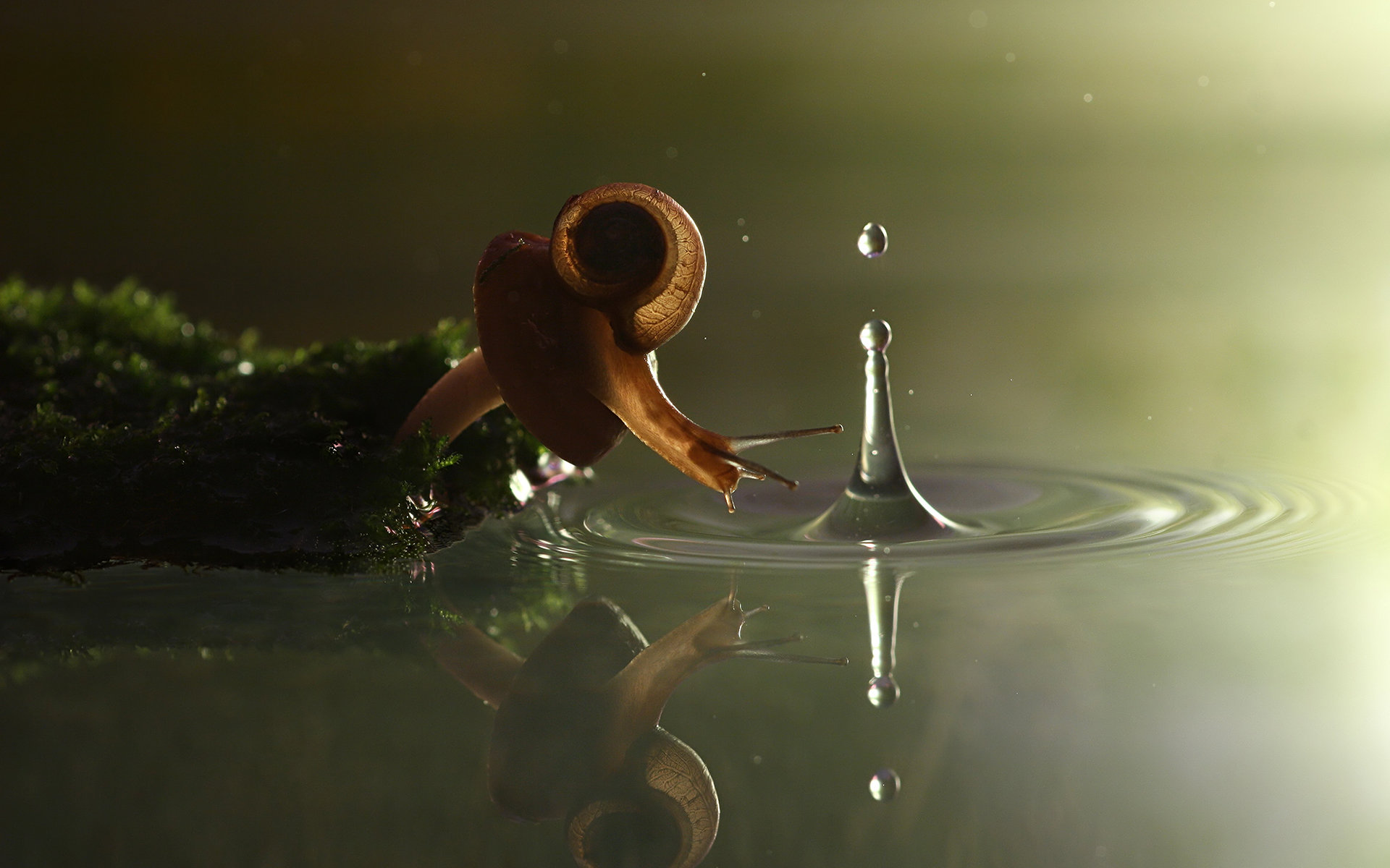 Free download Snail background ID:198851 hd 1920x1200 for computer