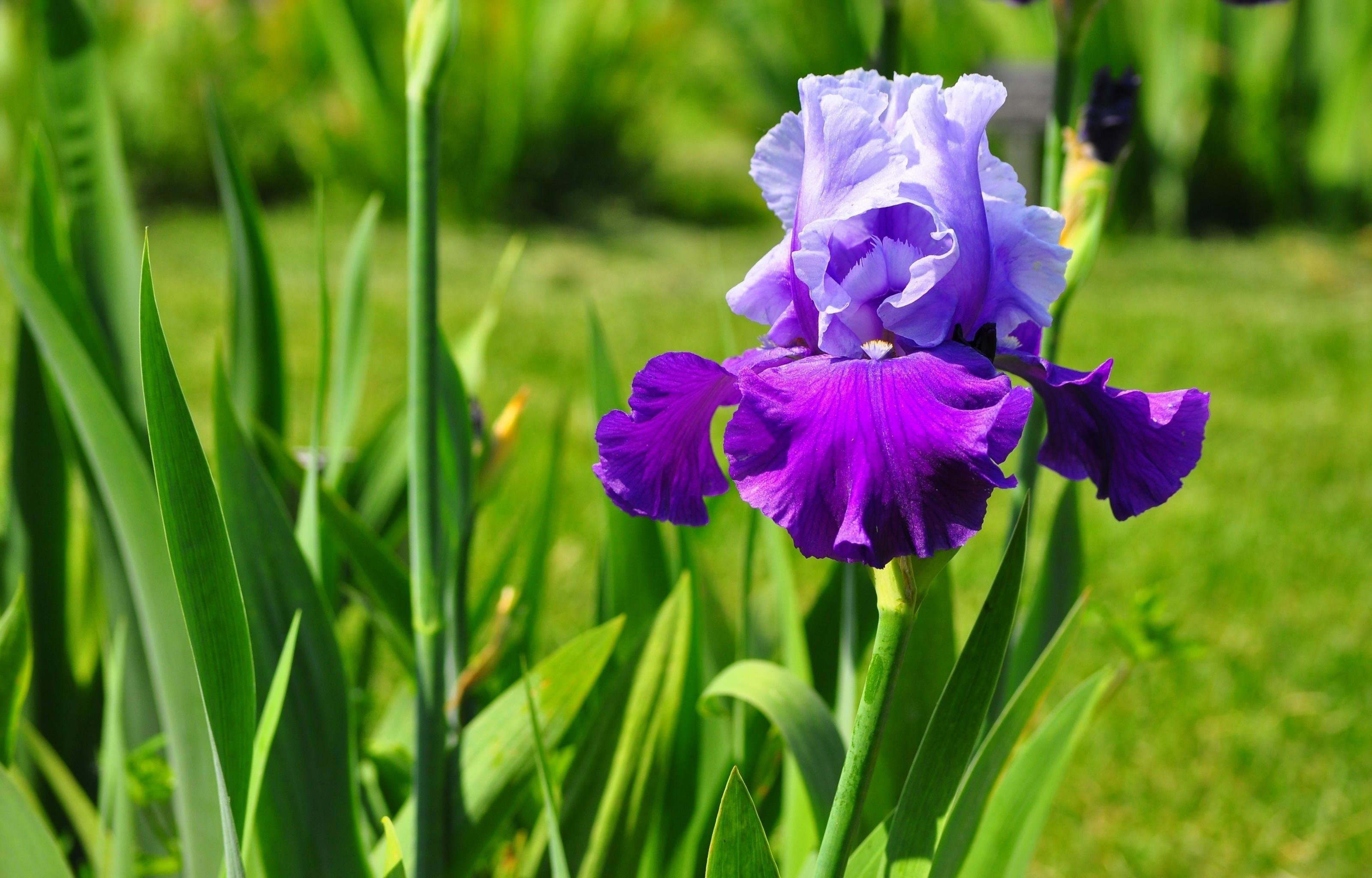 Free download Iris background ID:53065 hd 3200x2048 for PC