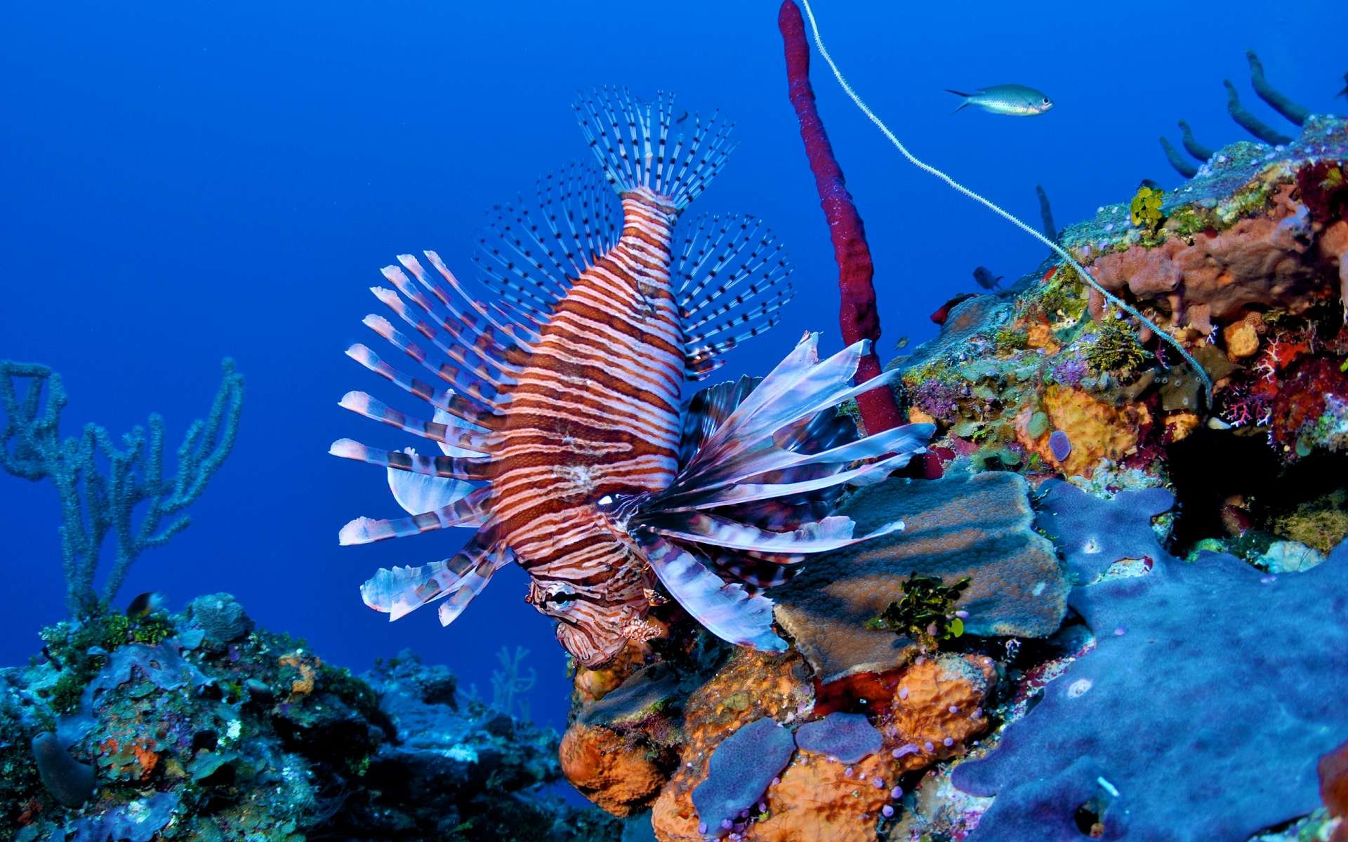 Free Lionfish high quality background ID:438219 for hd 1920x1200 computer