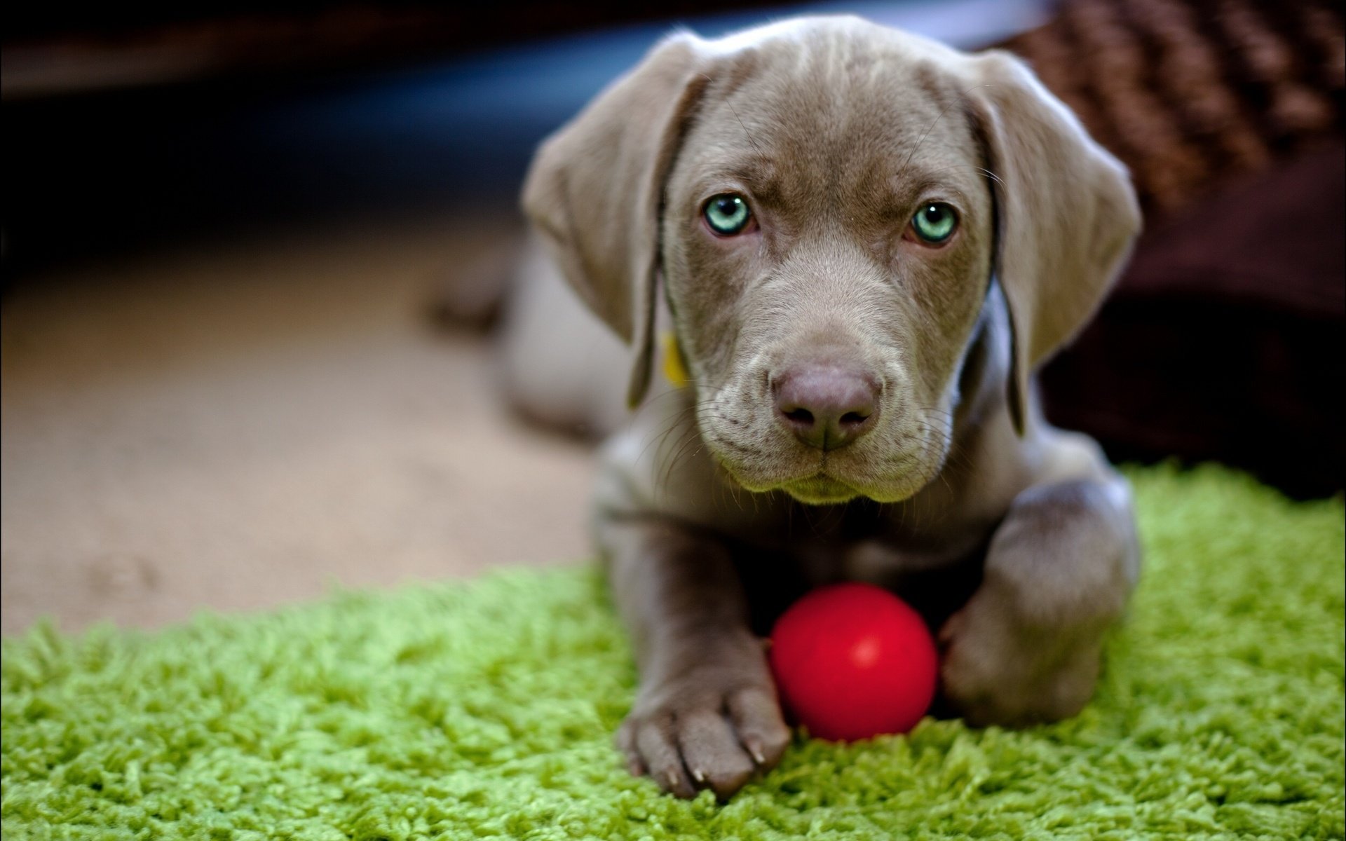 Free download Weimaraner wallpaper ID:9633 hd 1920x1200 for PC