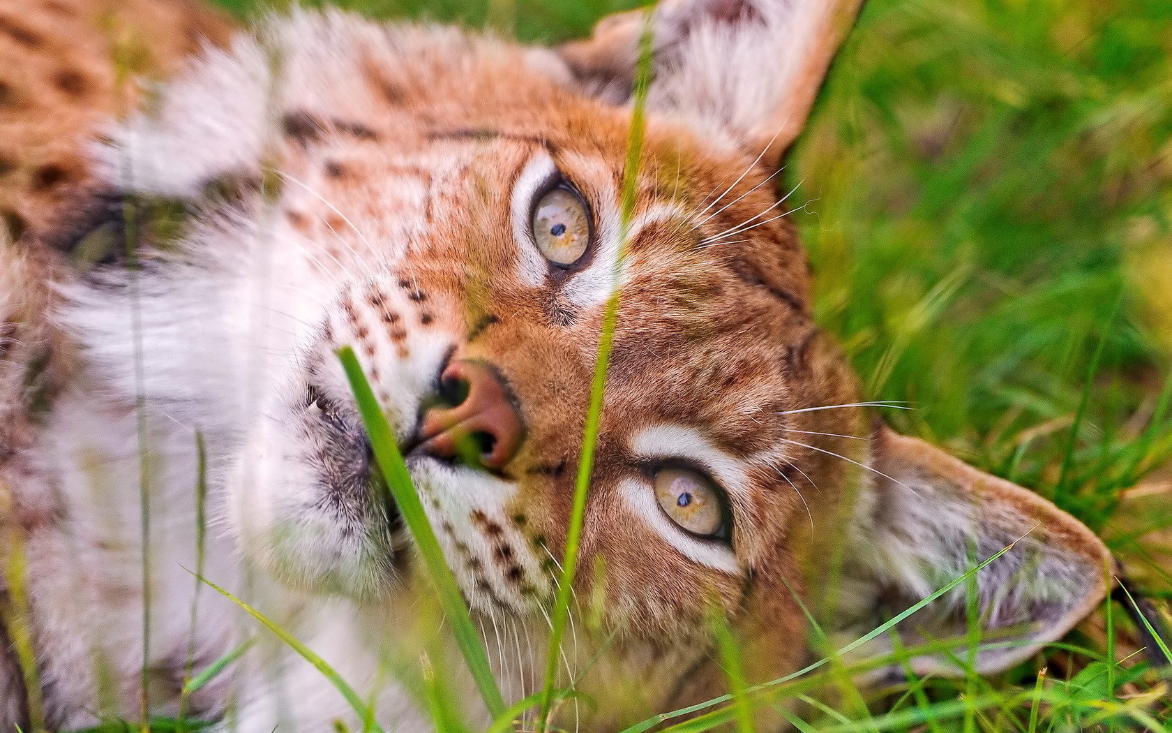 Awesome Bobcat free background ID:191649 for hd 1680x1050 desktop