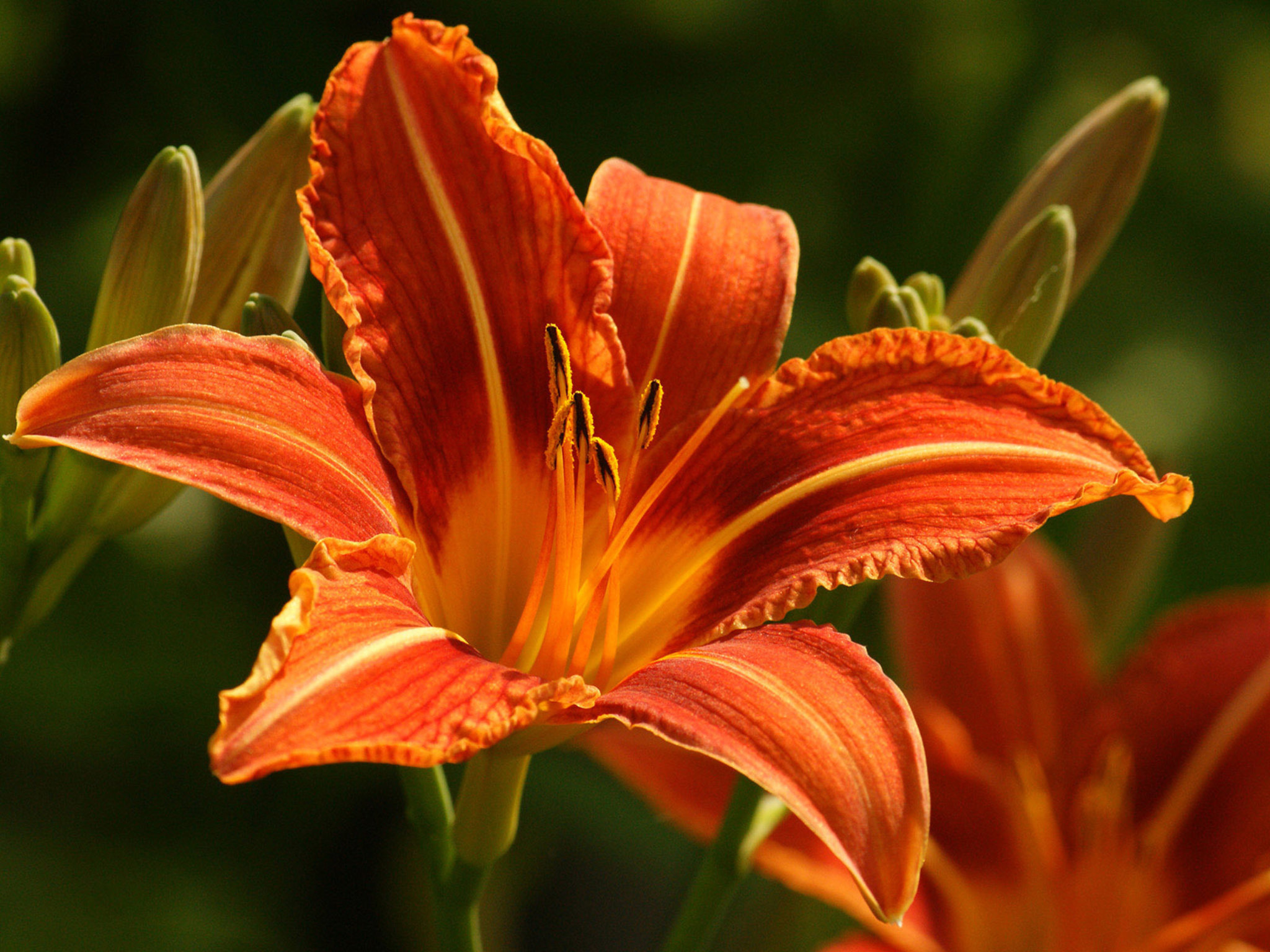 Free Lily high quality wallpaper ID:131994 for hd 2048x1536 PC