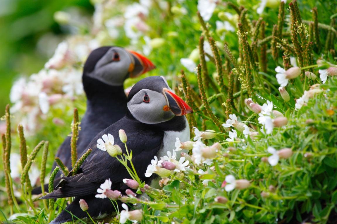 Awesome Puffin free background ID:193146 for hd 1152x768 PC