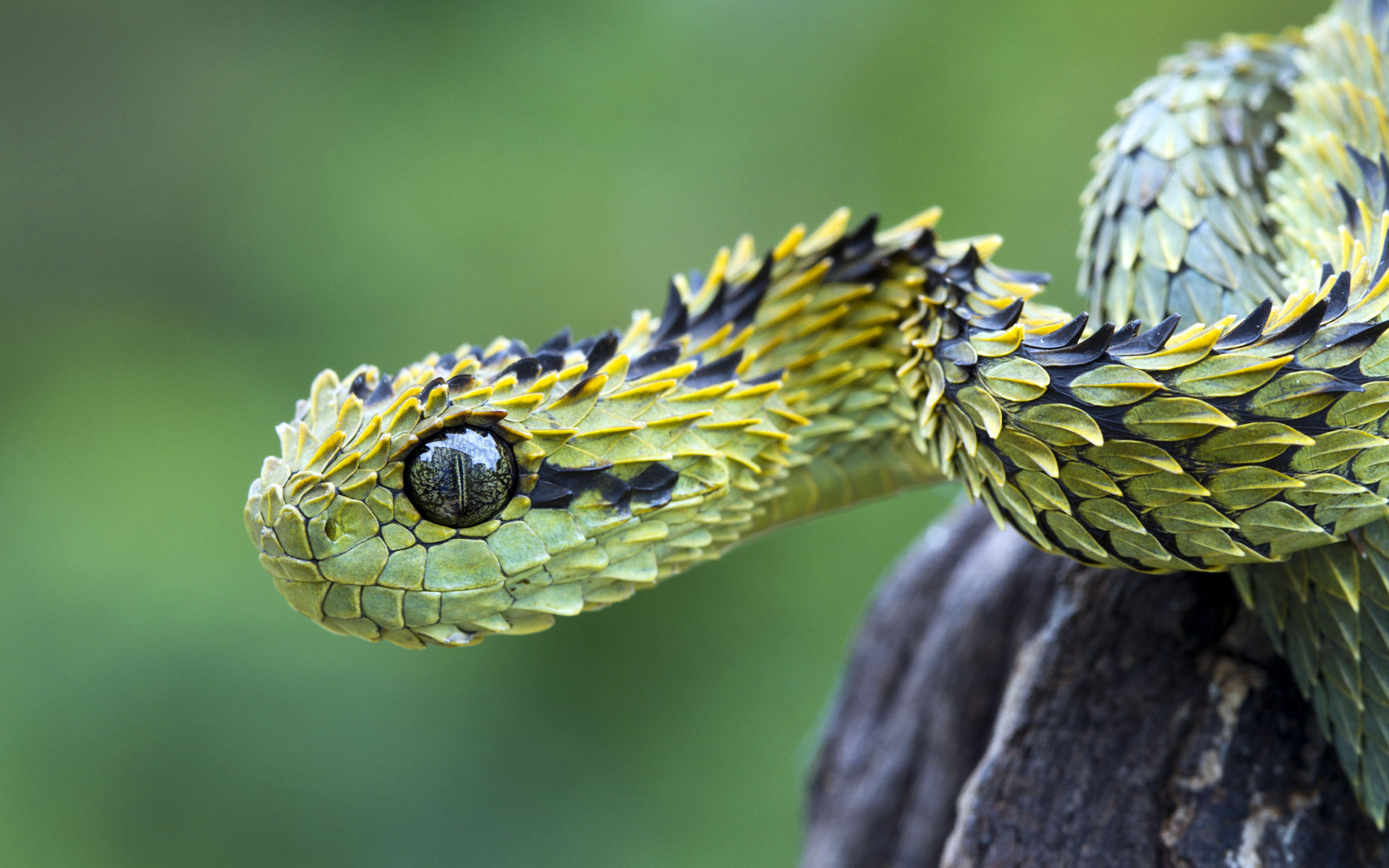 Awesome Viper snake free background ID:89900 for hd 1920x1200 computer