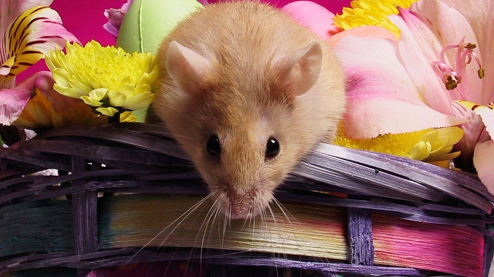 Download hd 1600x900 Hamster computer wallpaper ID:234048 for free