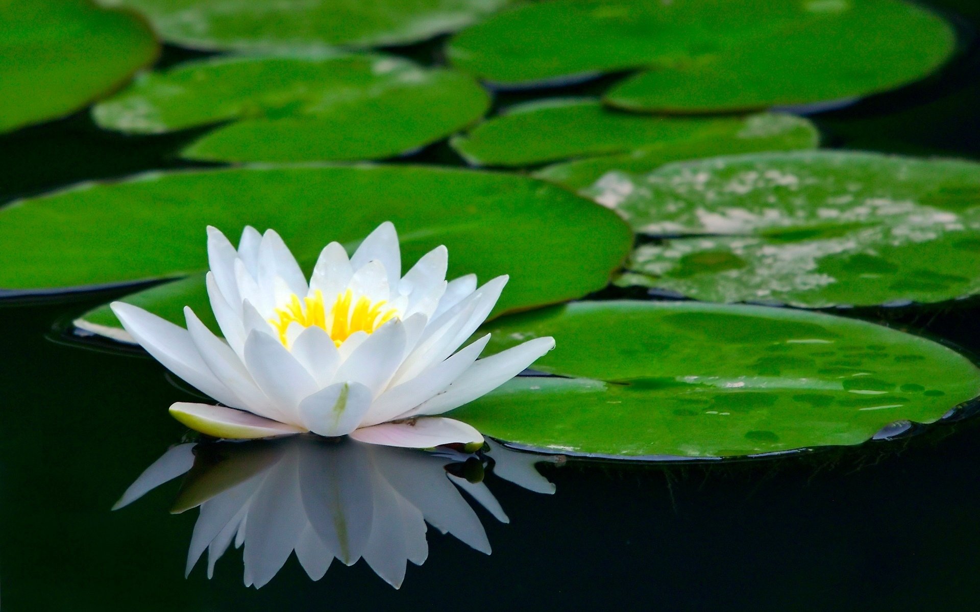 Awesome Water Lily free background ID:366213 for hd 1920x1200 desktop