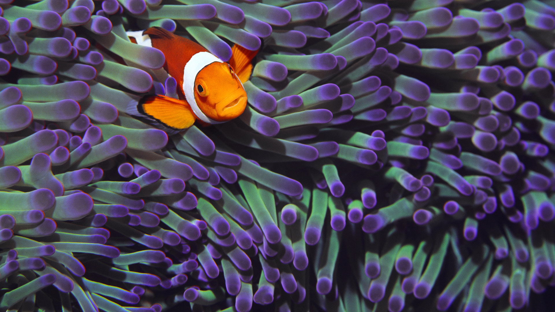 Free download Clownfish wallpaper ID:53245 1080p for PC